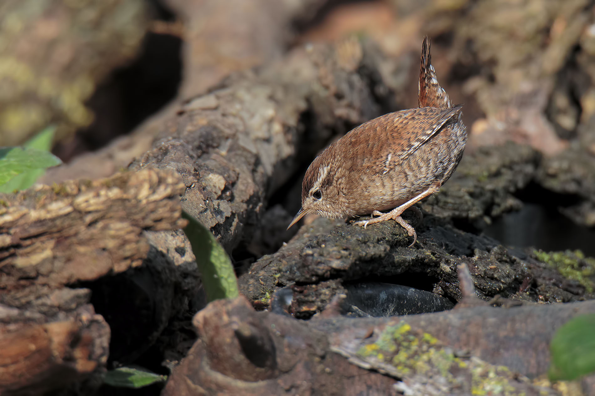 Scricciolo "da Punta"