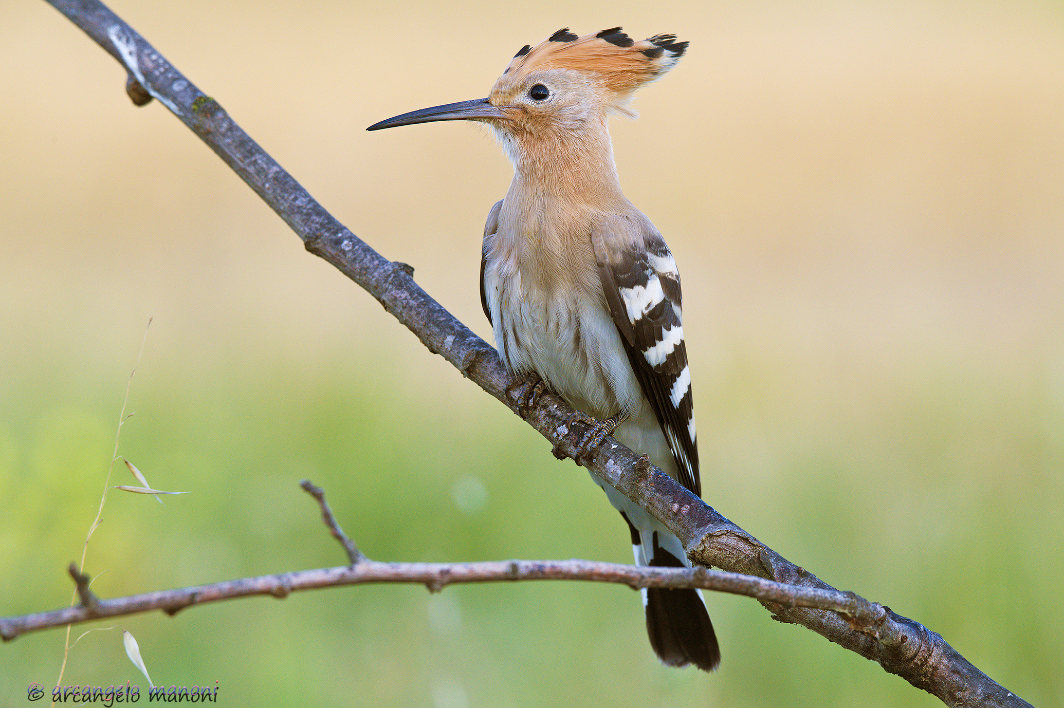 a warm morning of summer 2020 with the Upupa