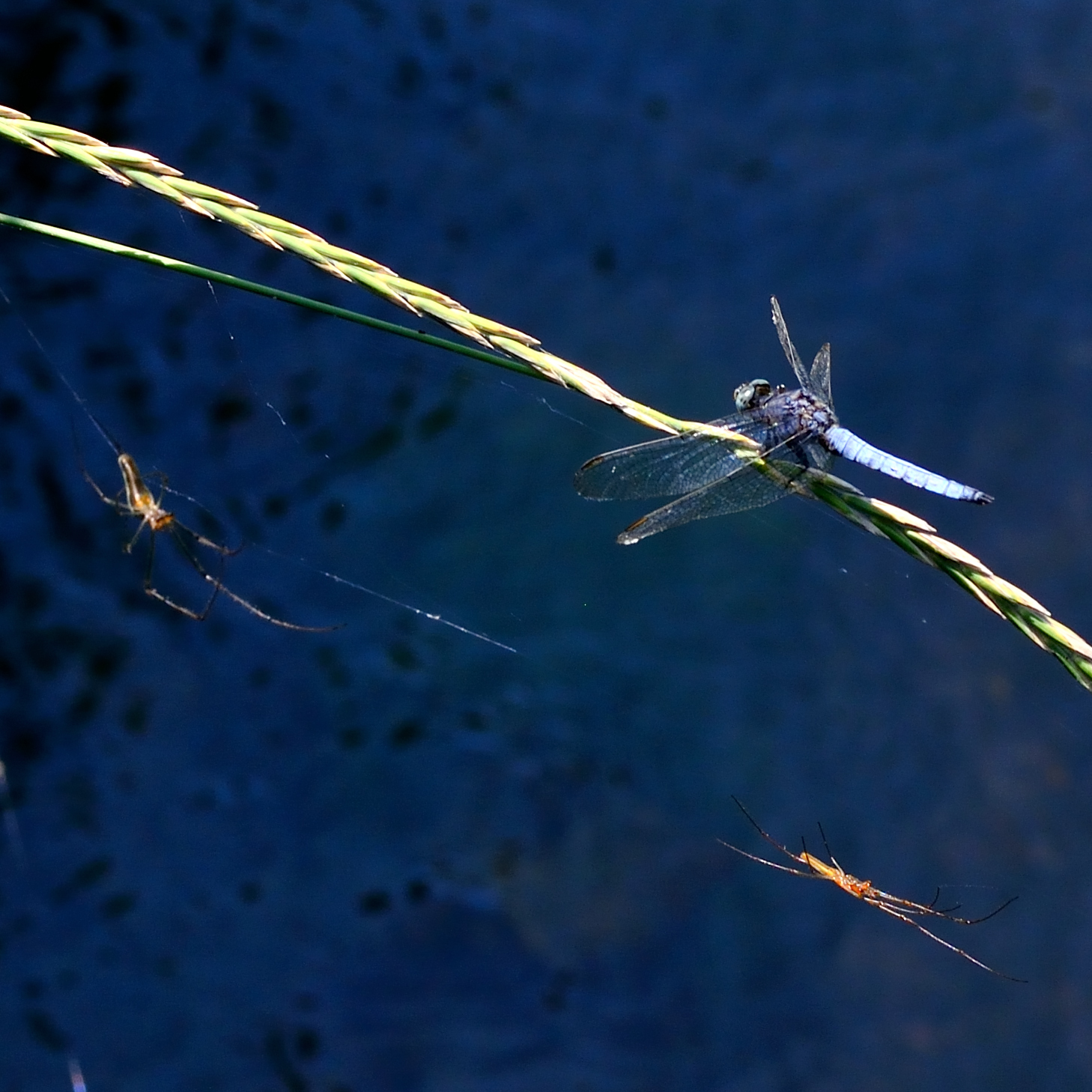 La libellula e i due acrobati.