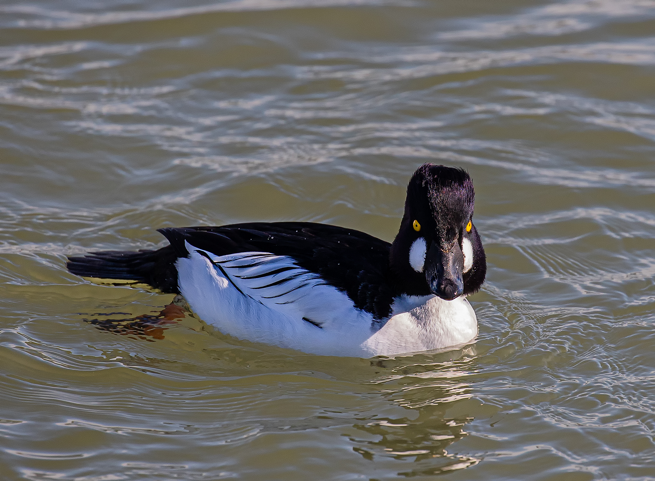 Common Goldeneye Duck.