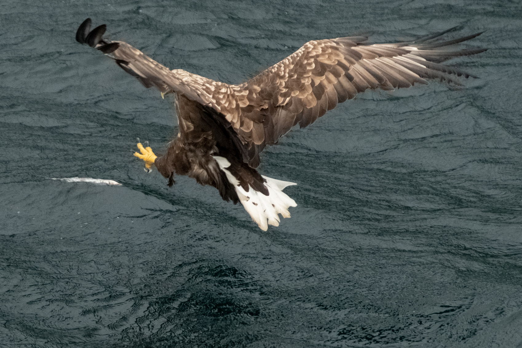 Aquila Lofoten
