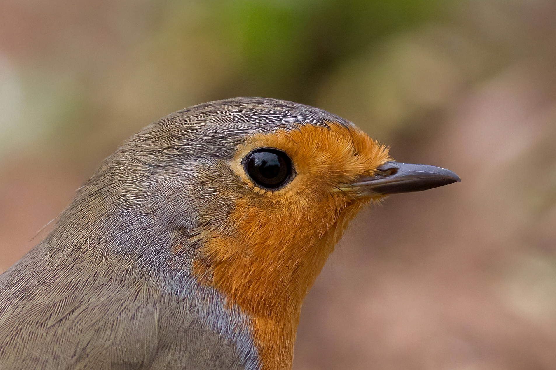 Il ritratto del pettirosso