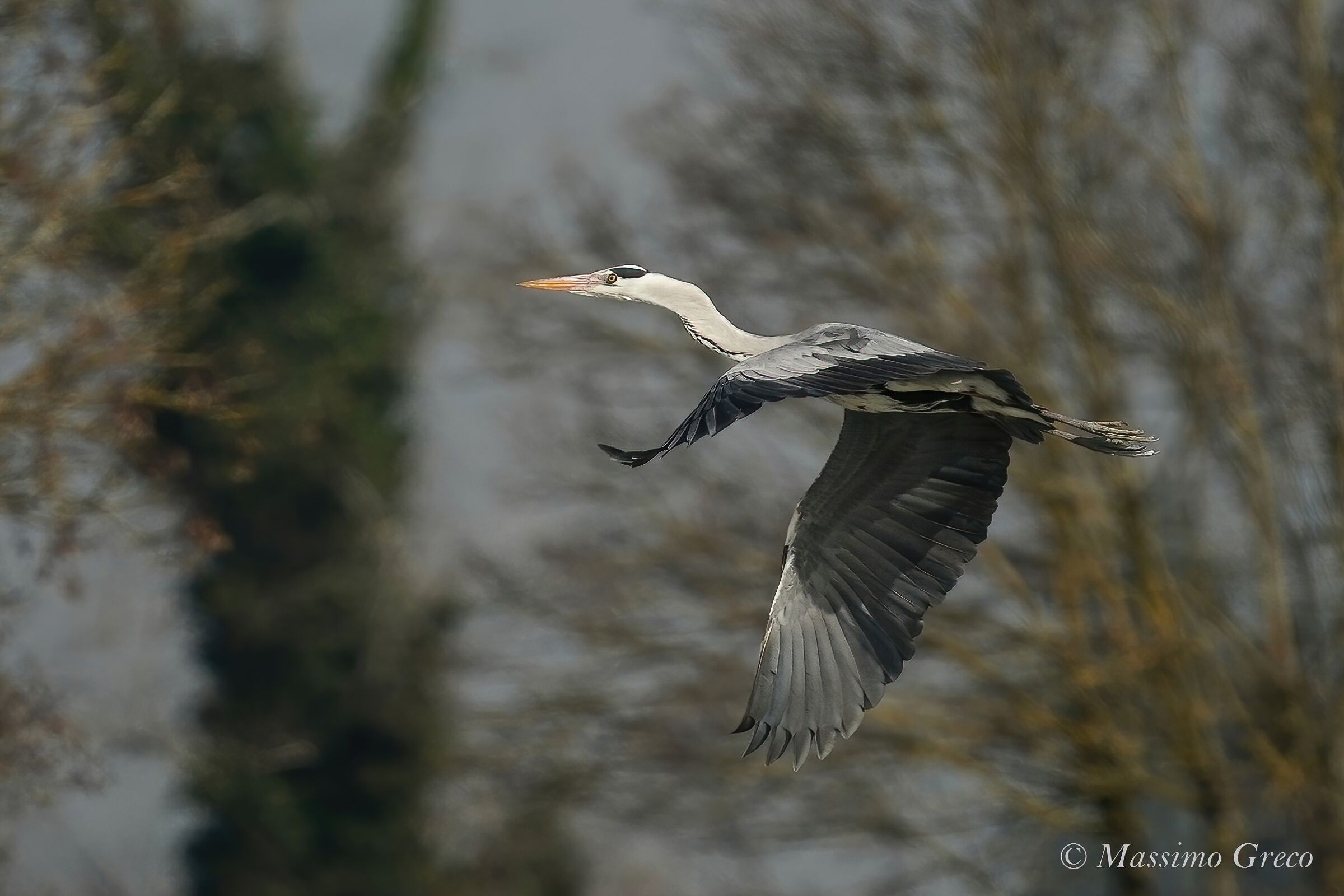Gray heron