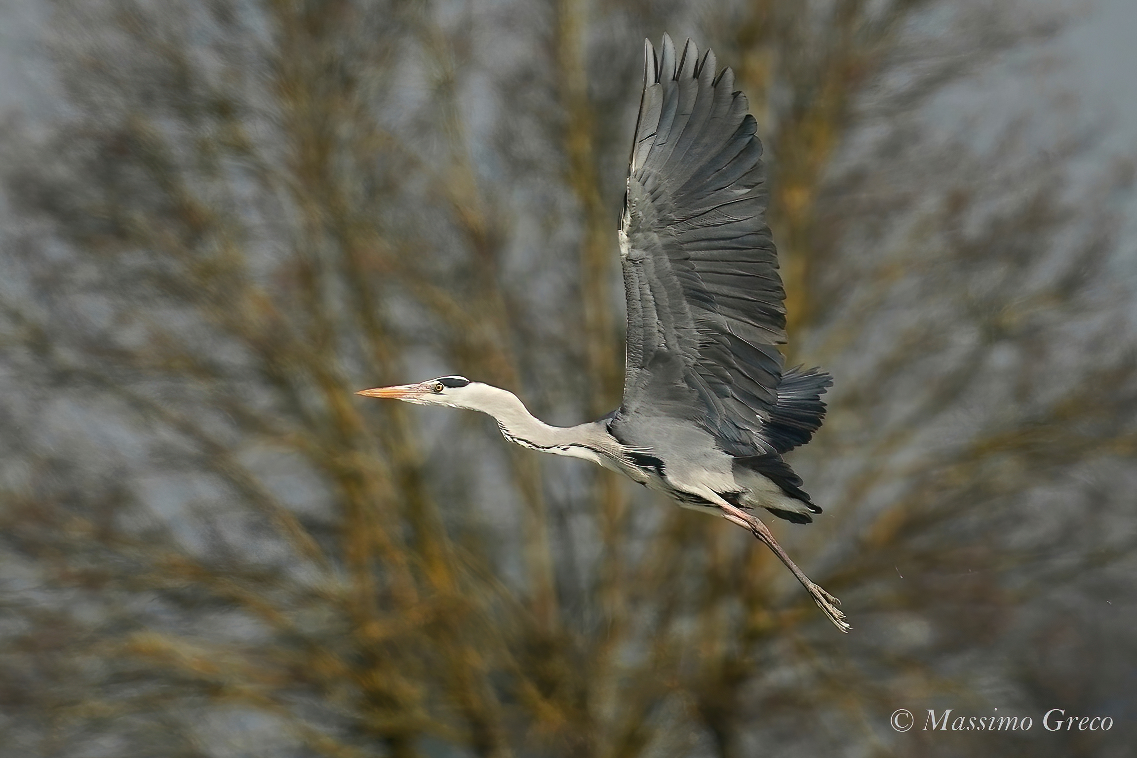 Gray heron