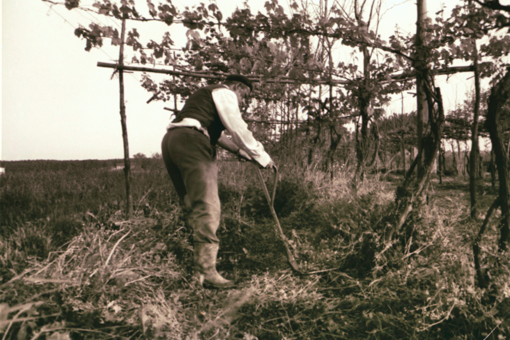 Lo Sfalcio Nel Vigneto