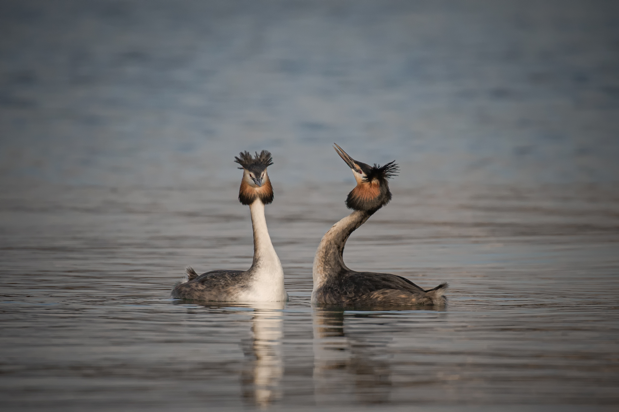 Grebes