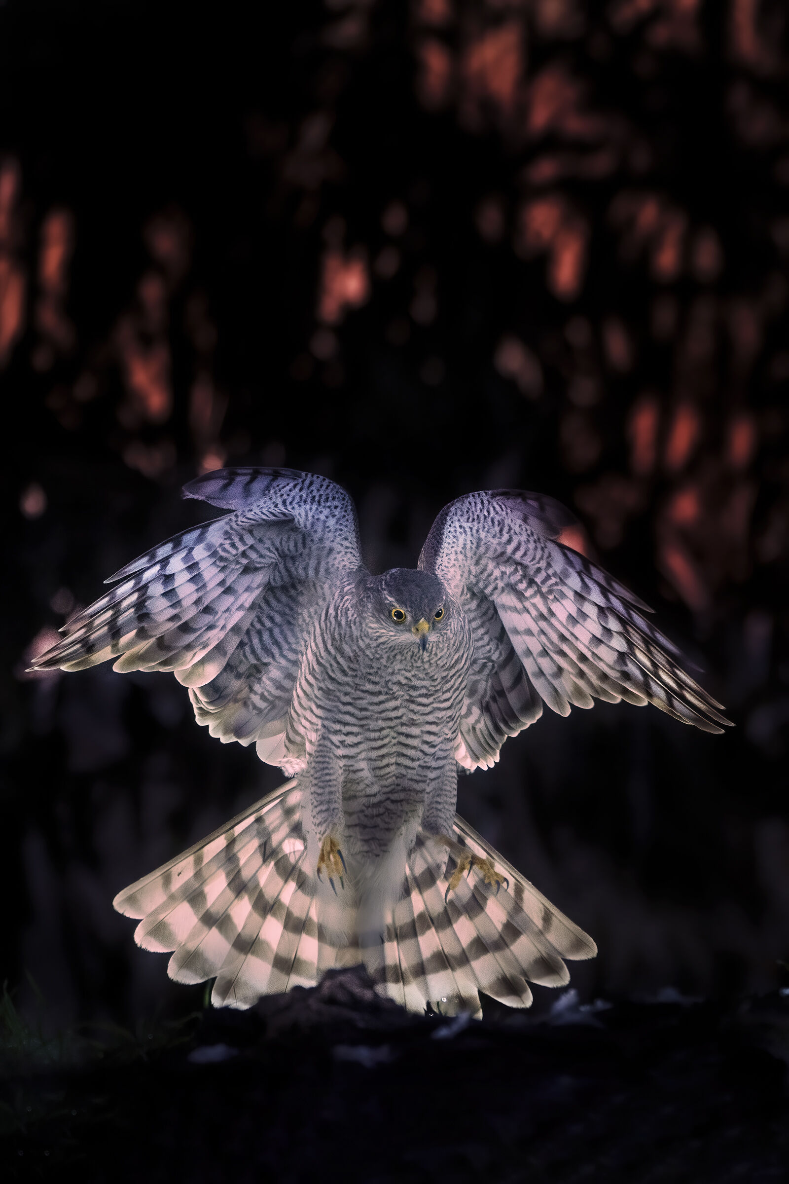 Alba nel capanno fotografico di Massumatico