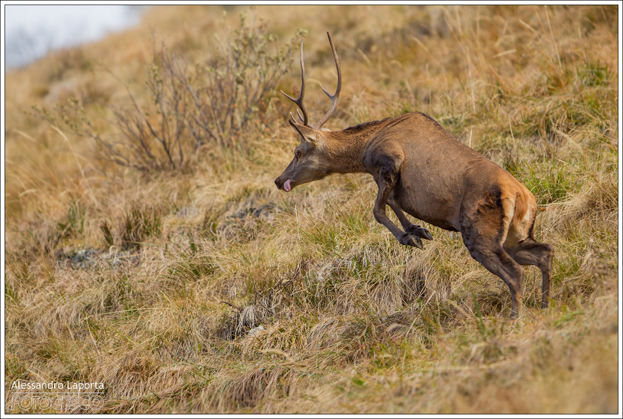 Cervus elaphus - Red deer