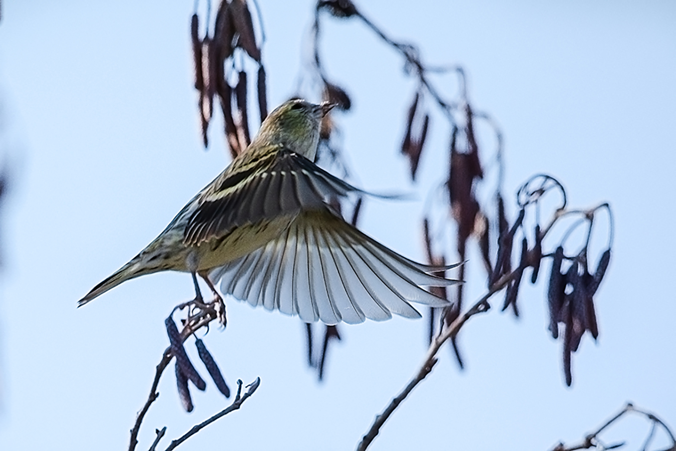 fra glia alberi del mio giardino 1