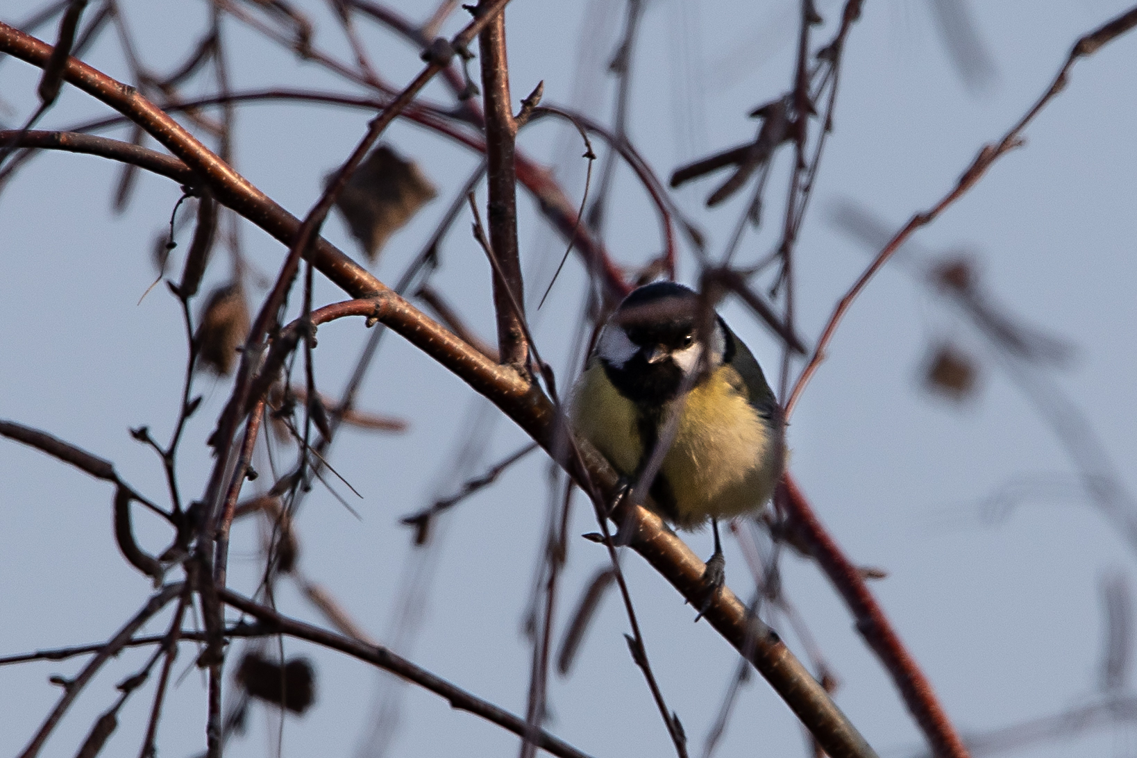 fra gli alberi del mio giardino 3