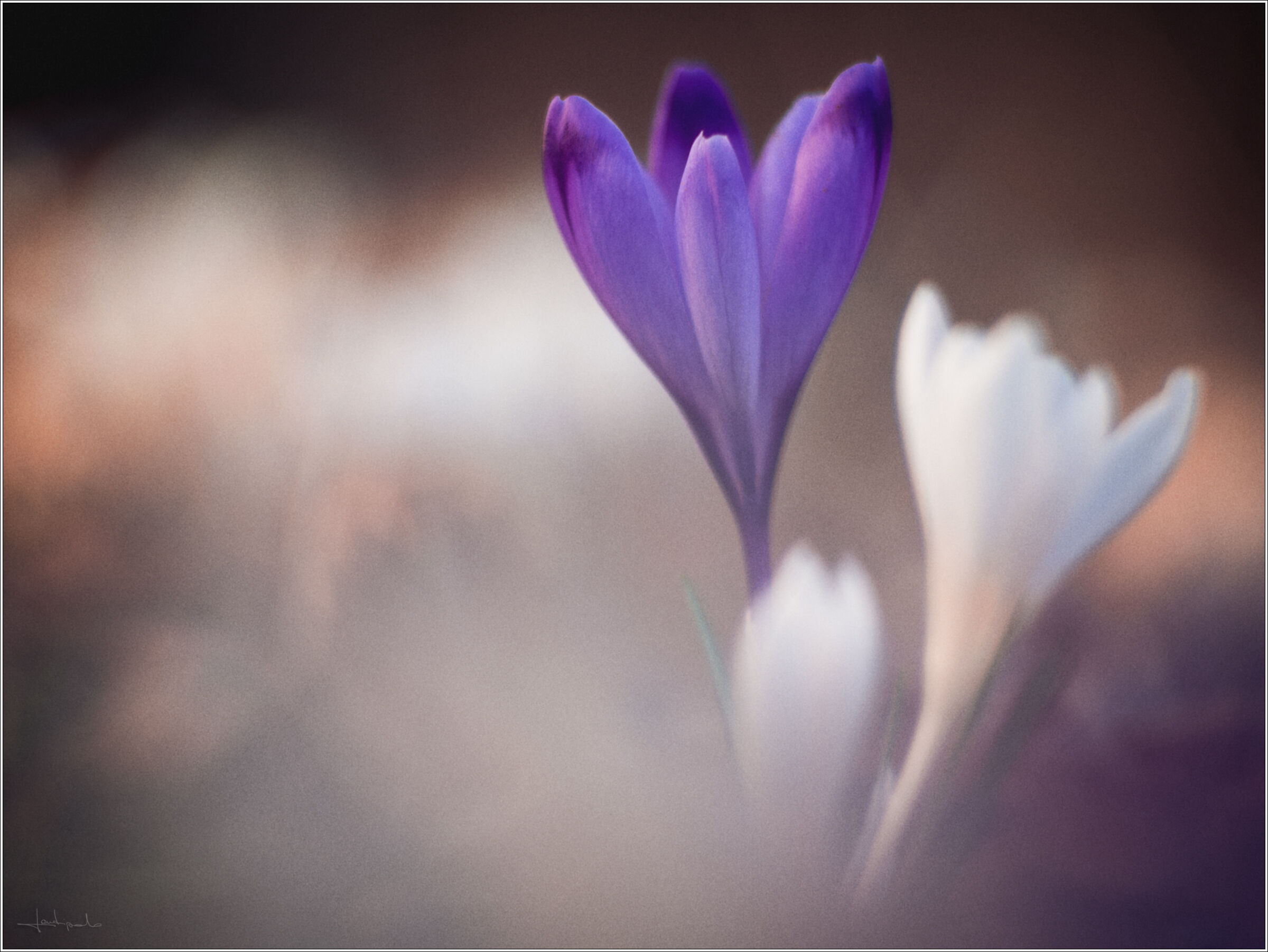 Crocus