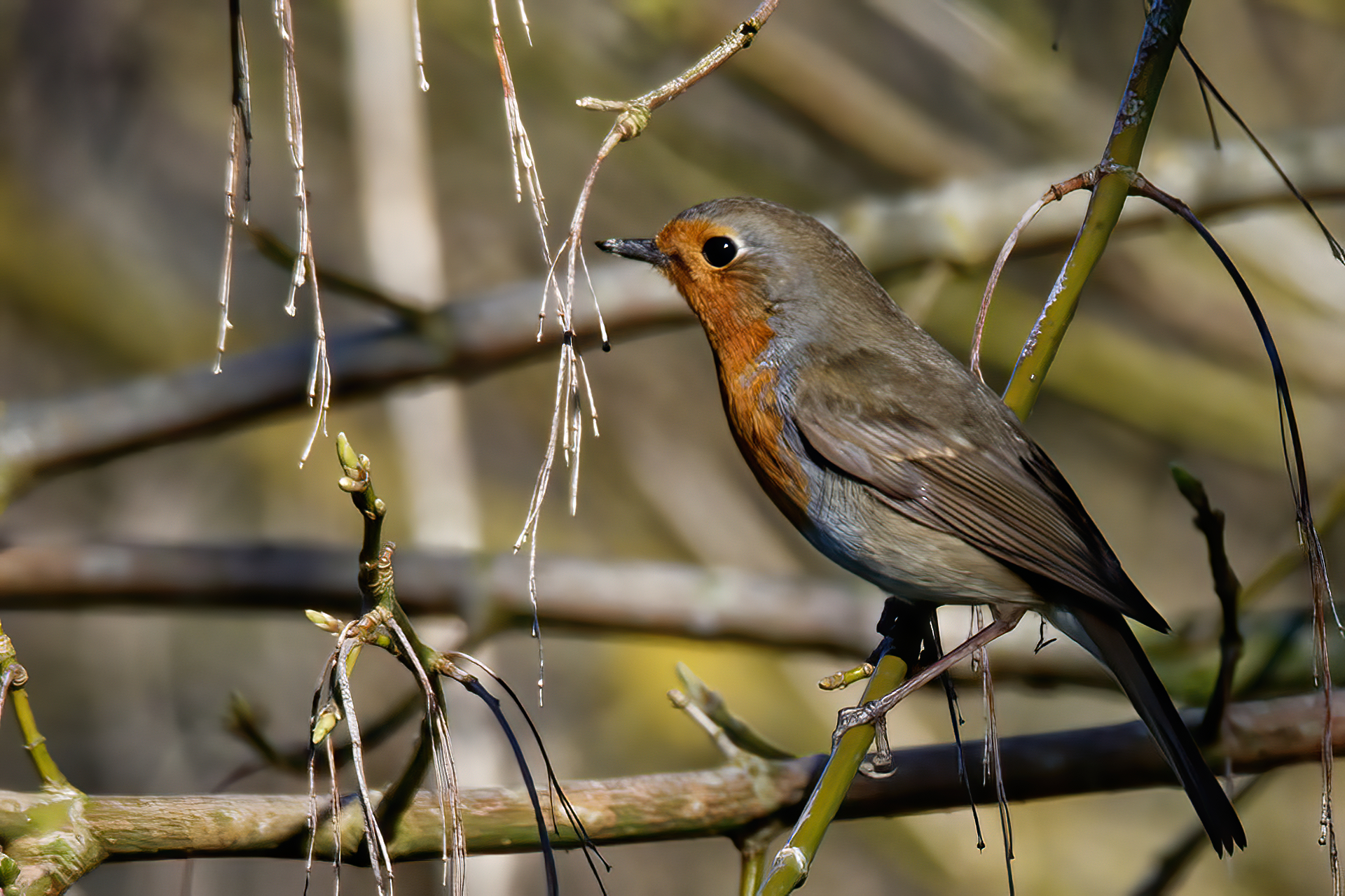 Robin...