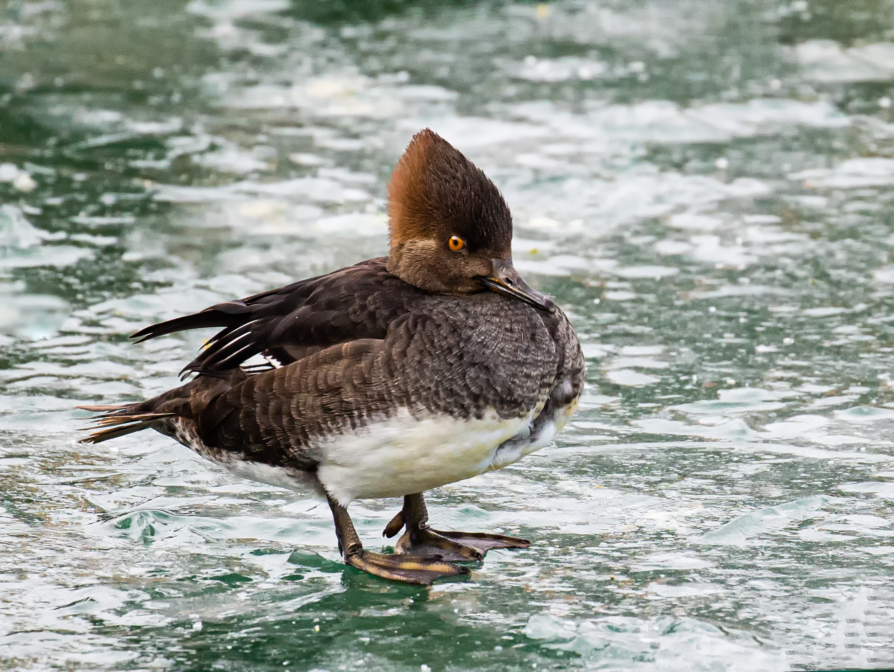 Female Hooded Merganser.