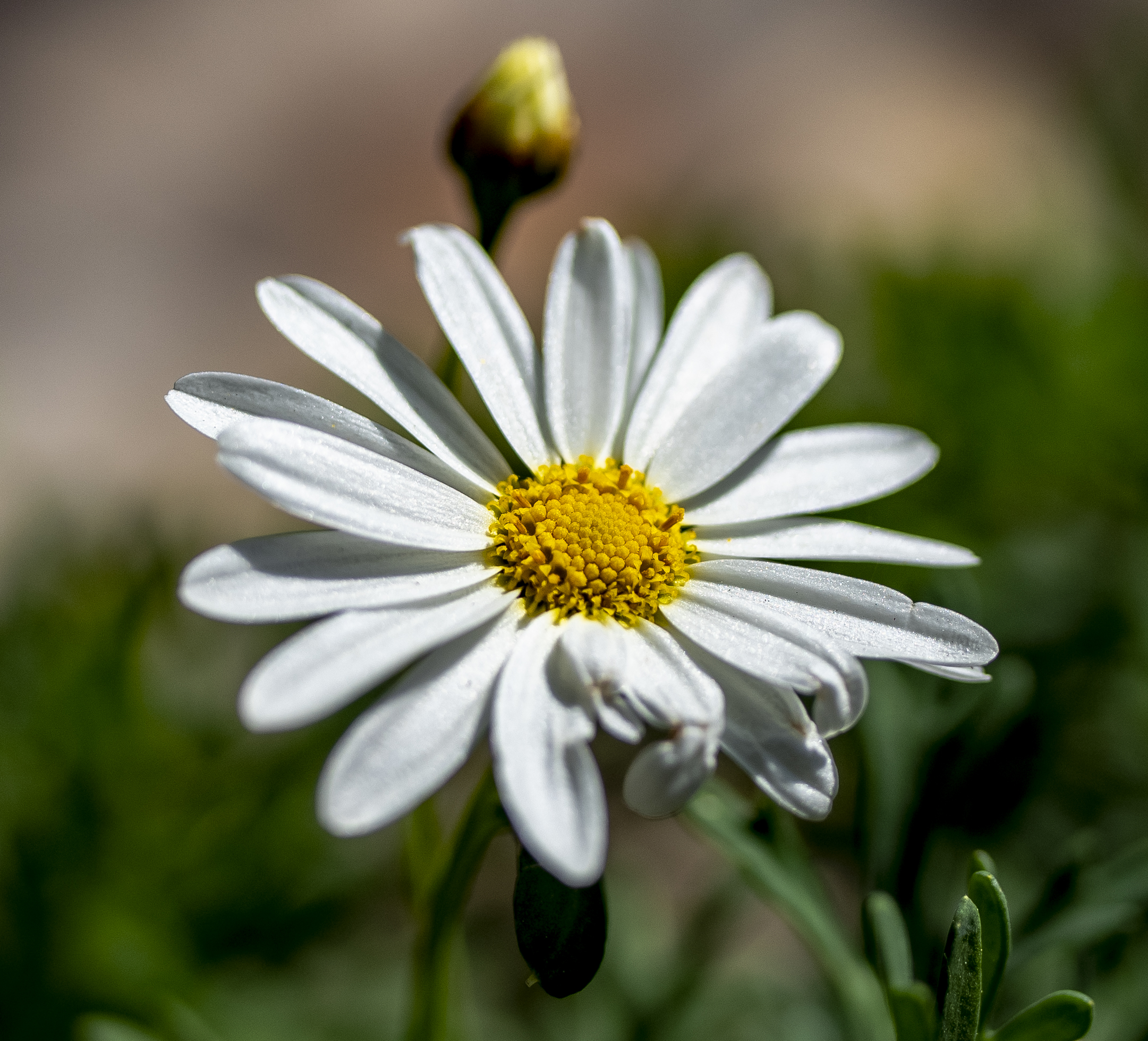 Borgo Parrini- flora