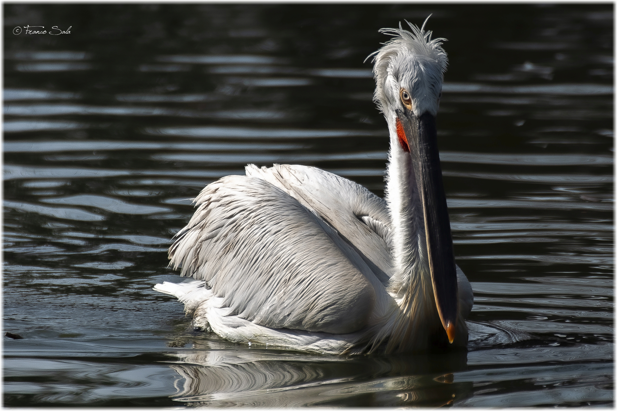 Lo sguardo del Riccio