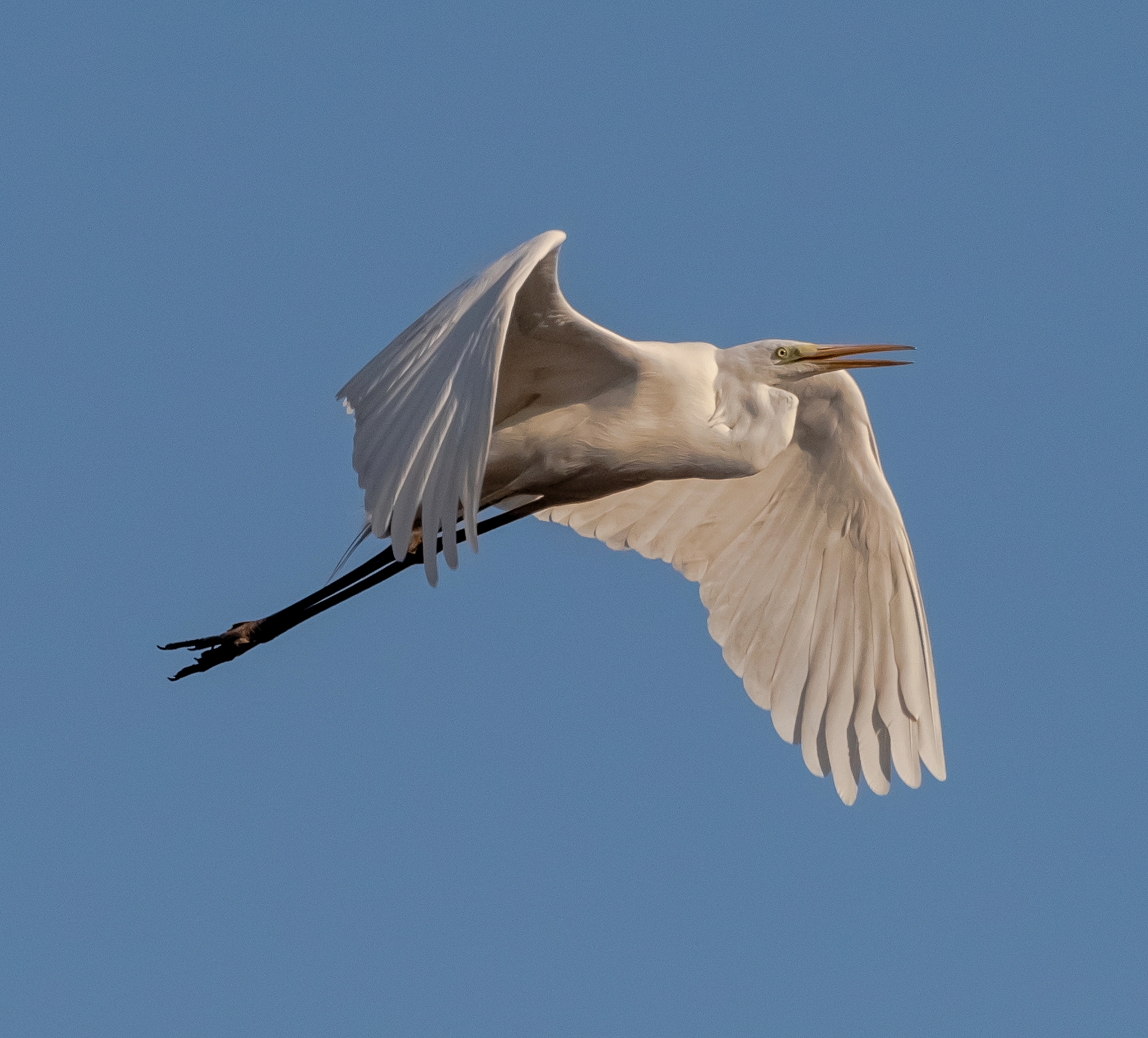 Airone Bianco Maggiore in volo Oasi Lipu 28/02/2021