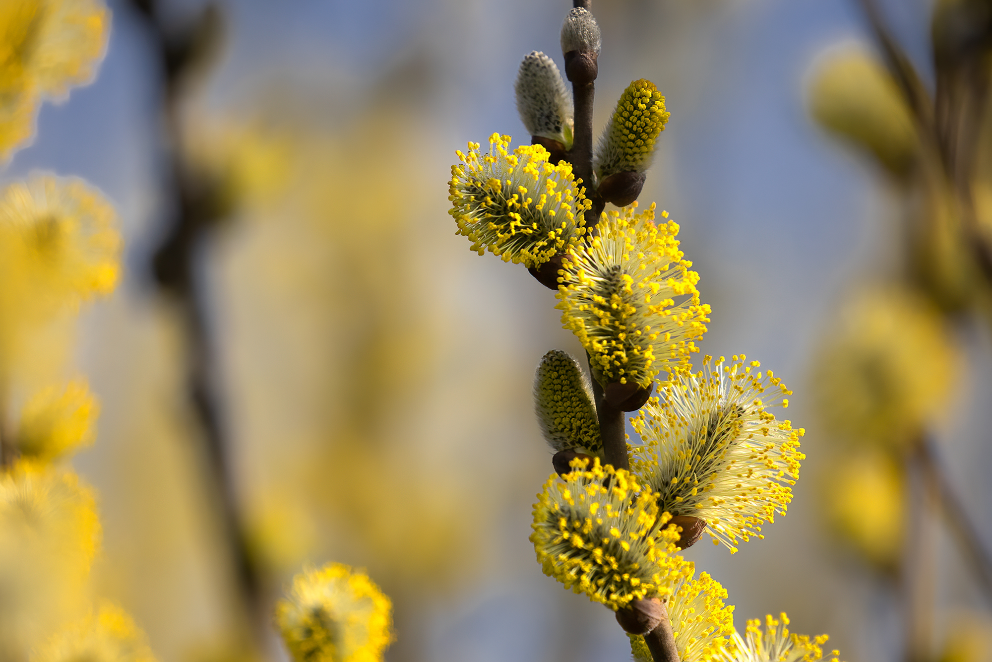 La fioritura del salice grigio (Salix cinerea)