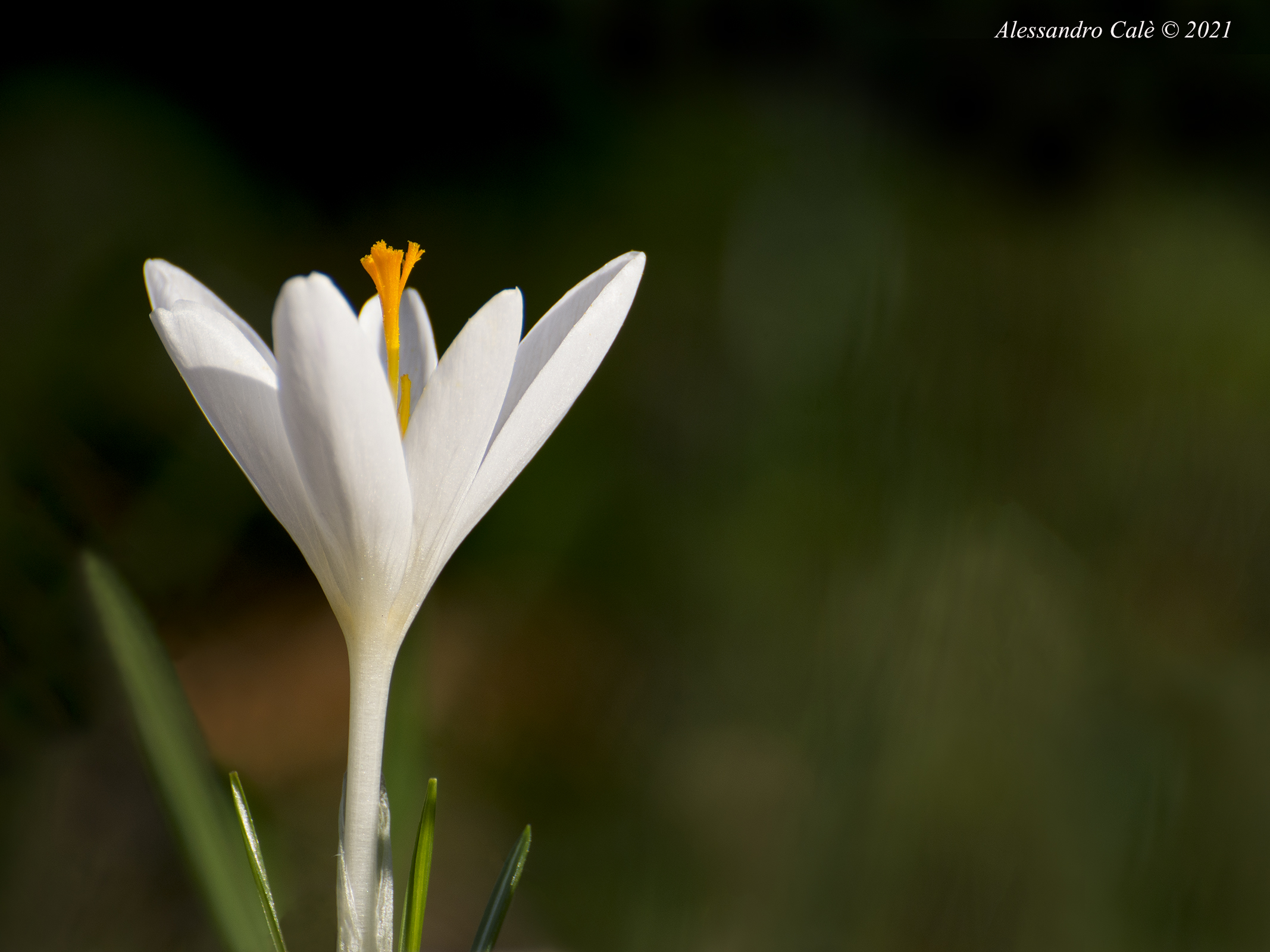 Crocus albiflorus (Croco) 0883