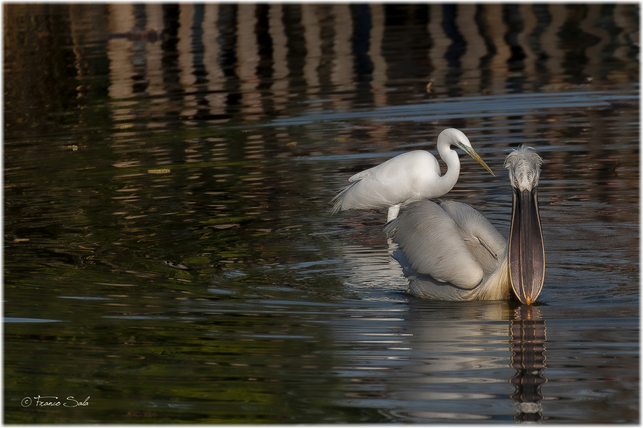 Il Riccio e il Bianco