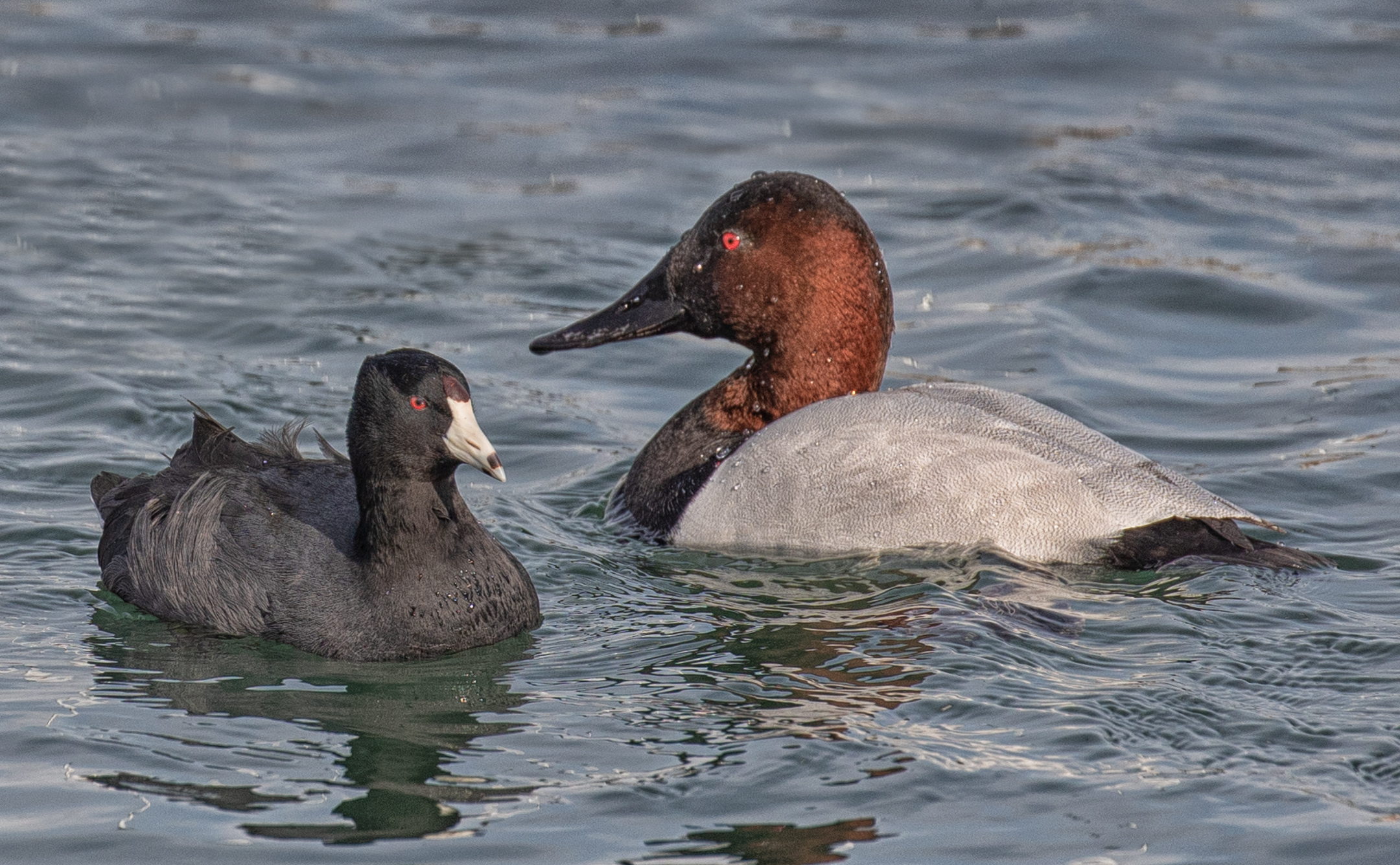 American Coot meets the Canvasback Duck.
