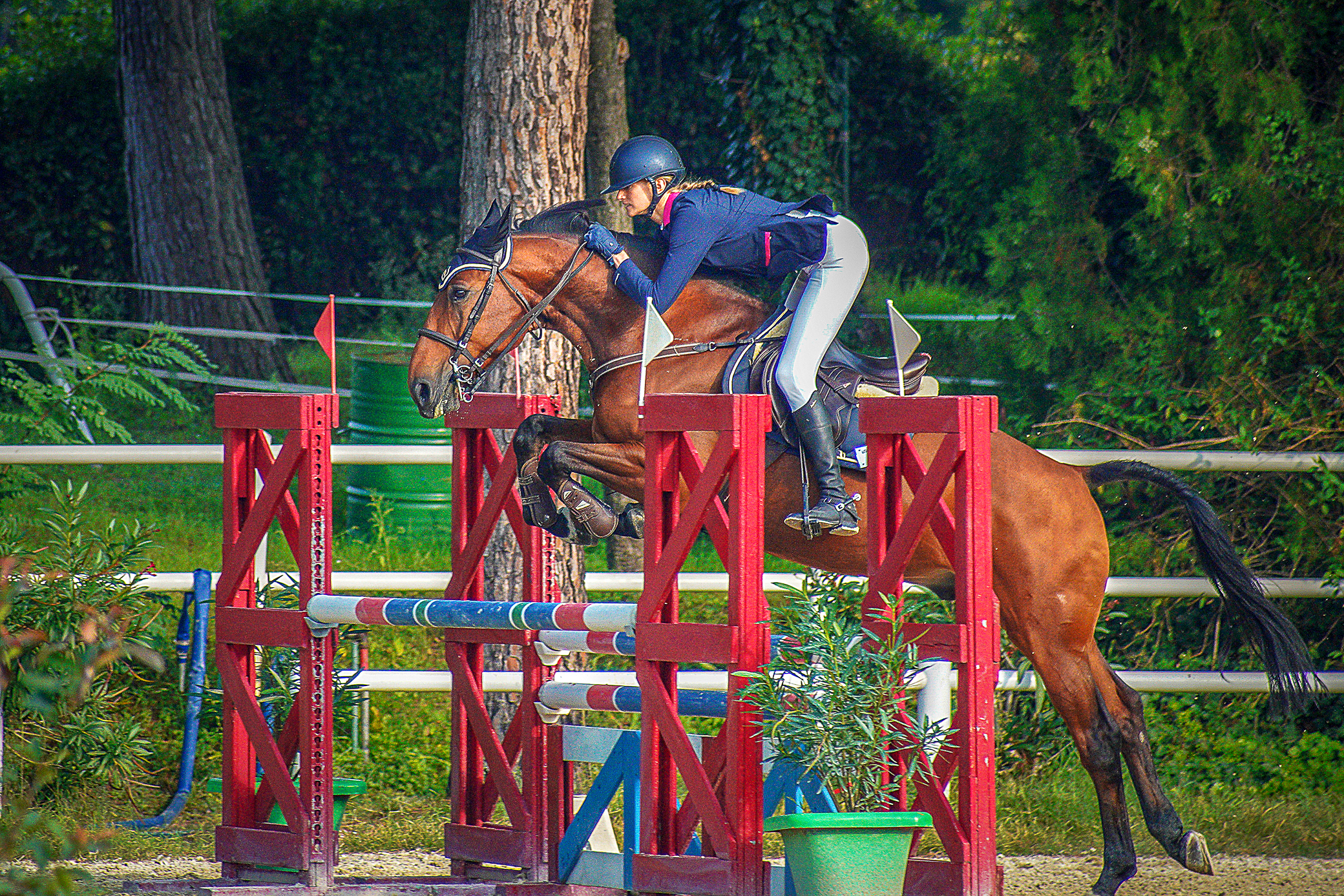 CERVIA "LE SCIEPI" cat. 4 years old