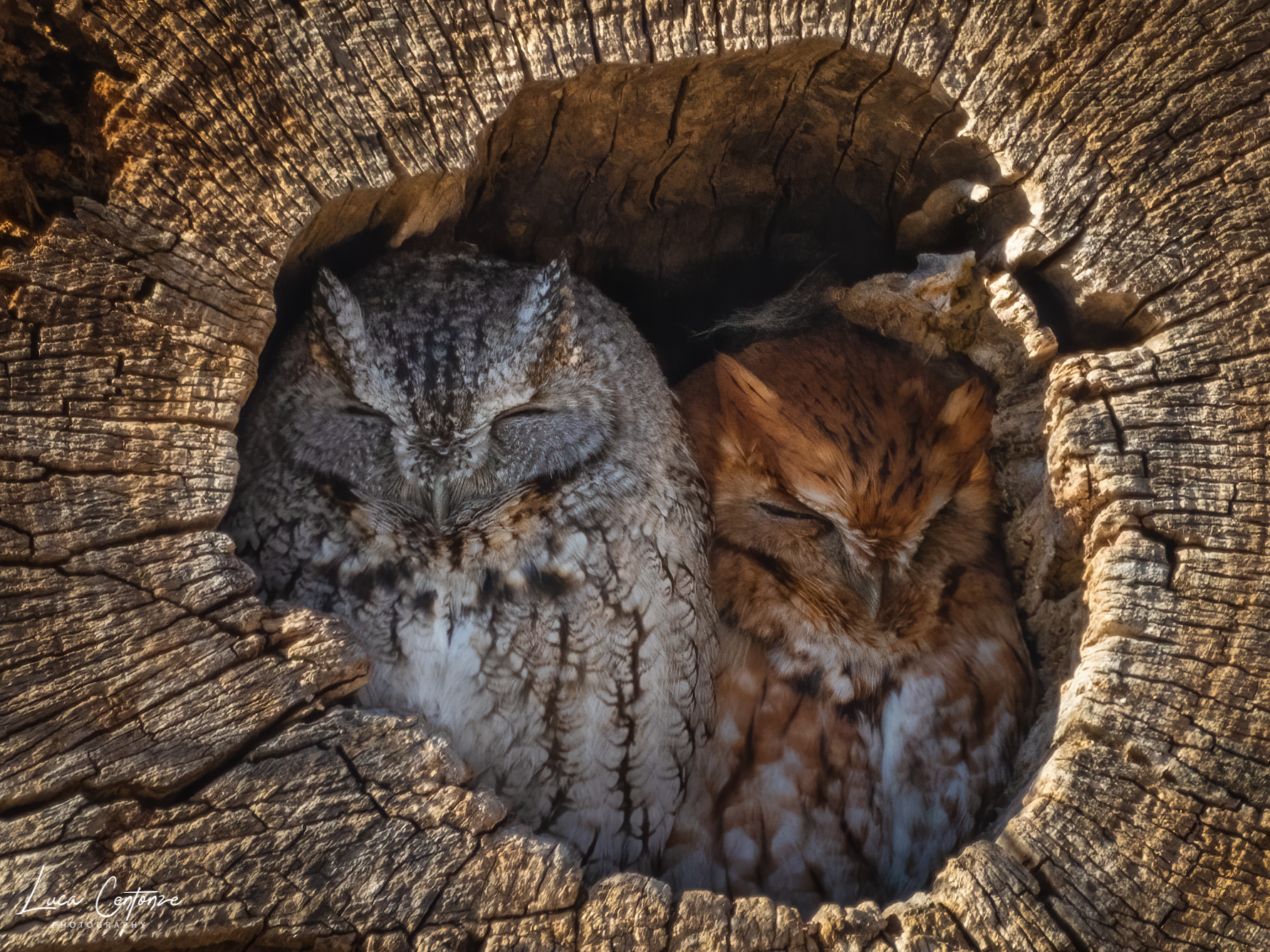 Inseparabili dormiglioni (Eastern Screech-Owl)
