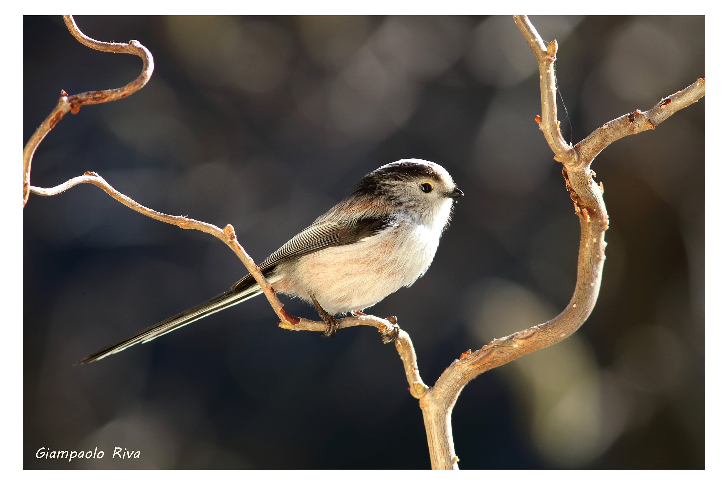 Codibugnolo su nocciolo