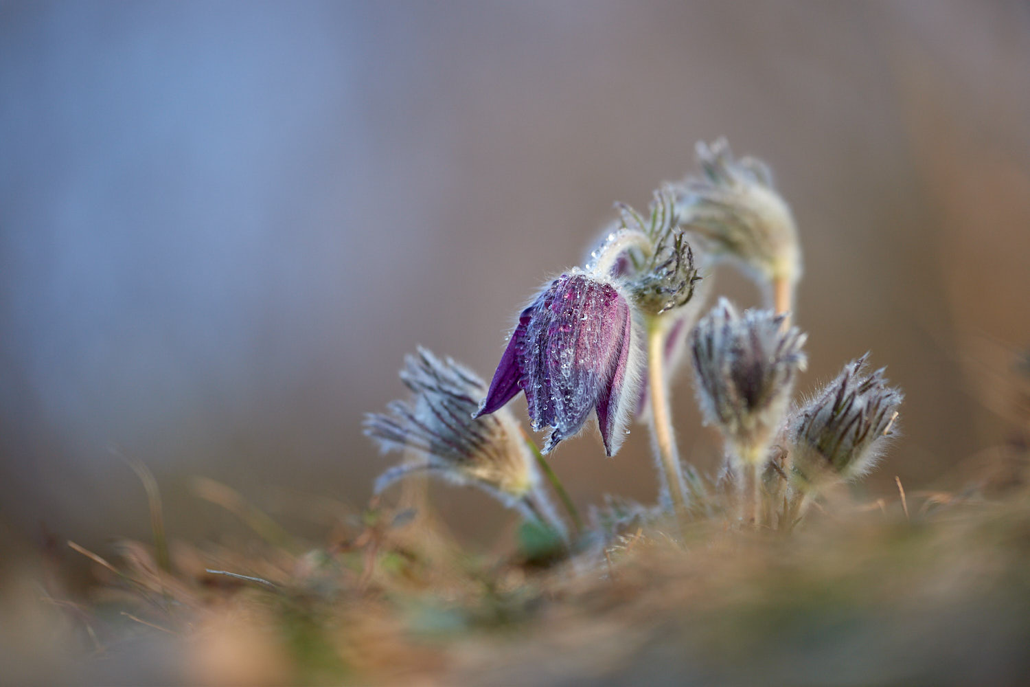 Pulsatilla
