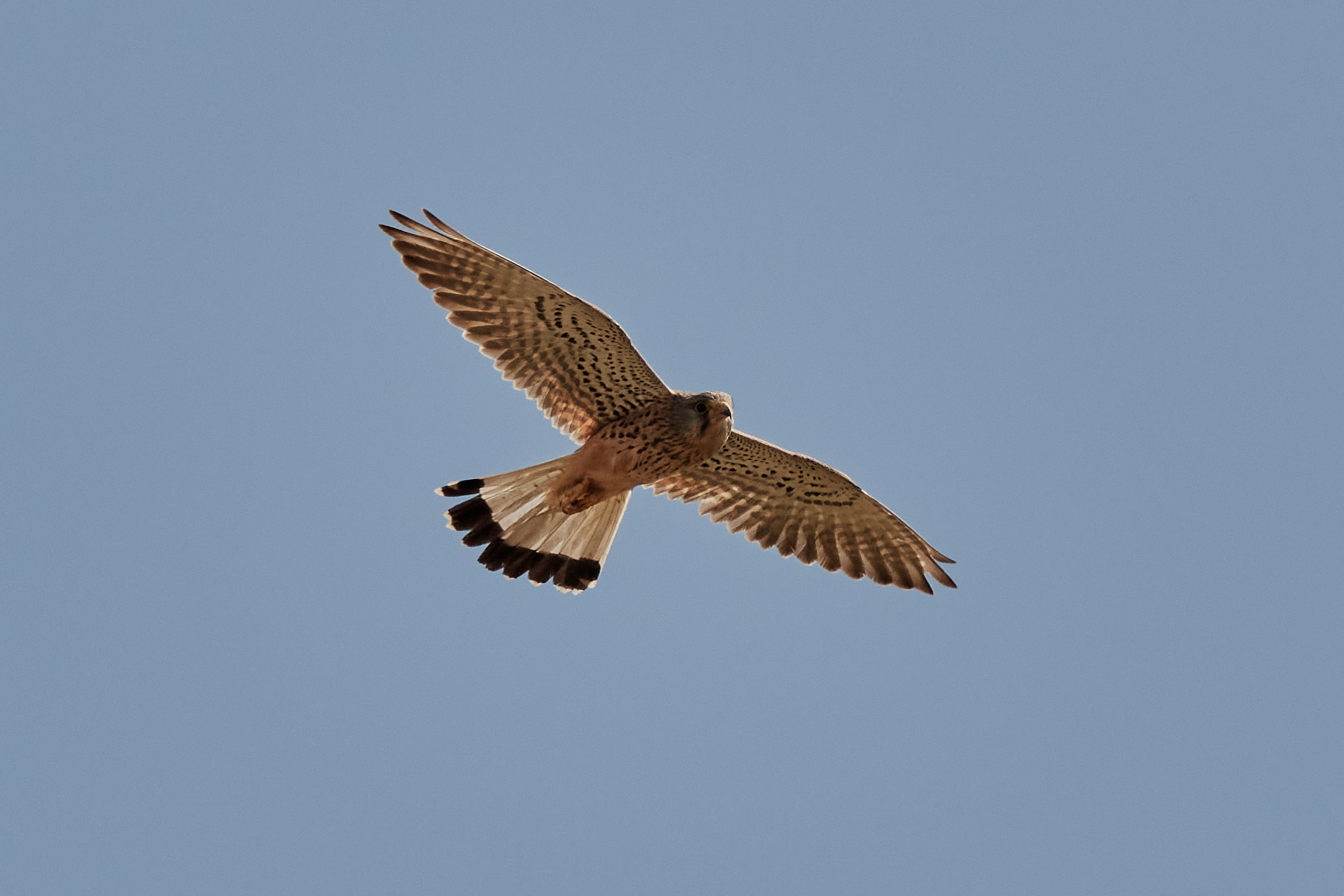 Kestrel