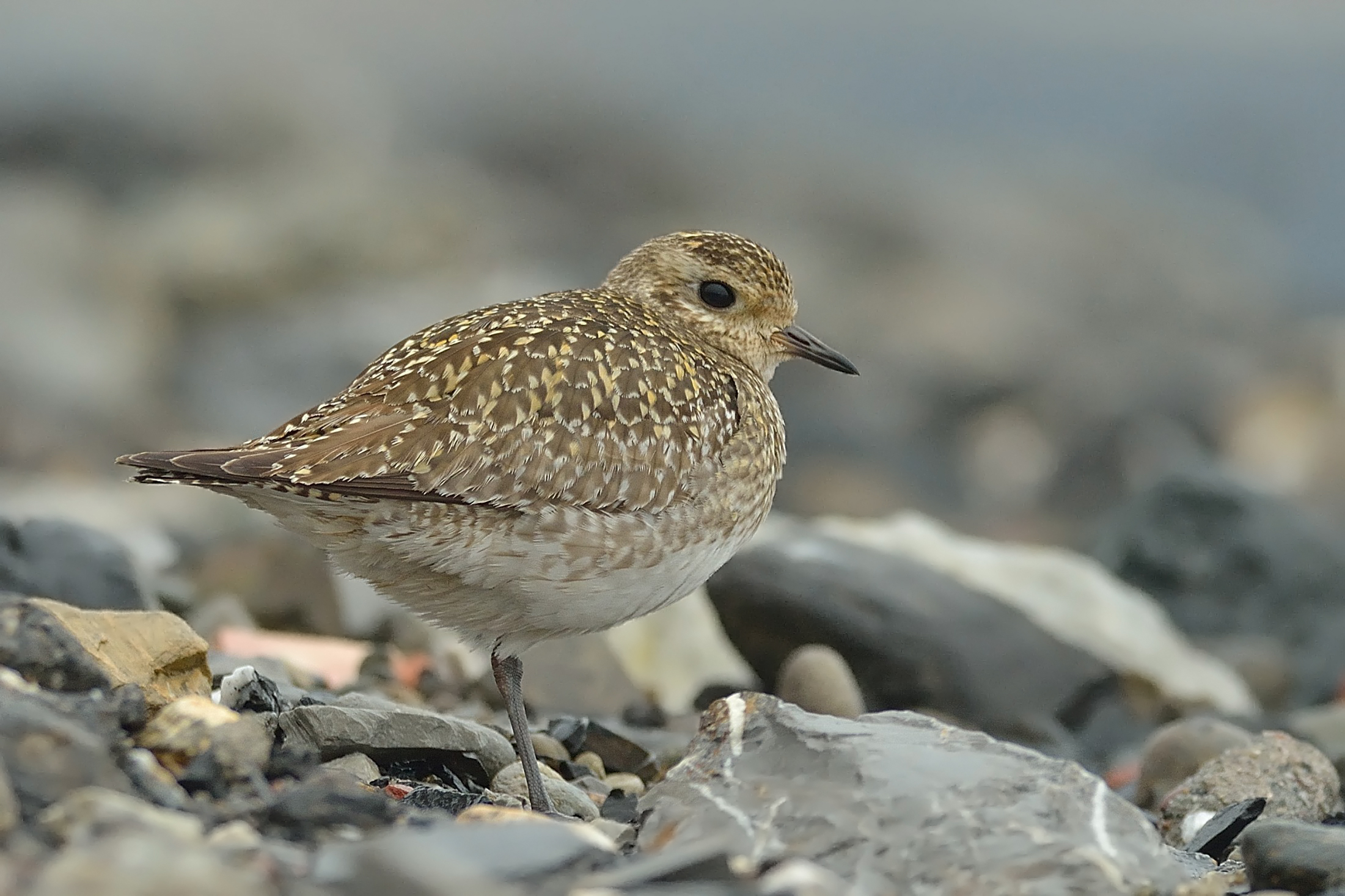 Golden Plover