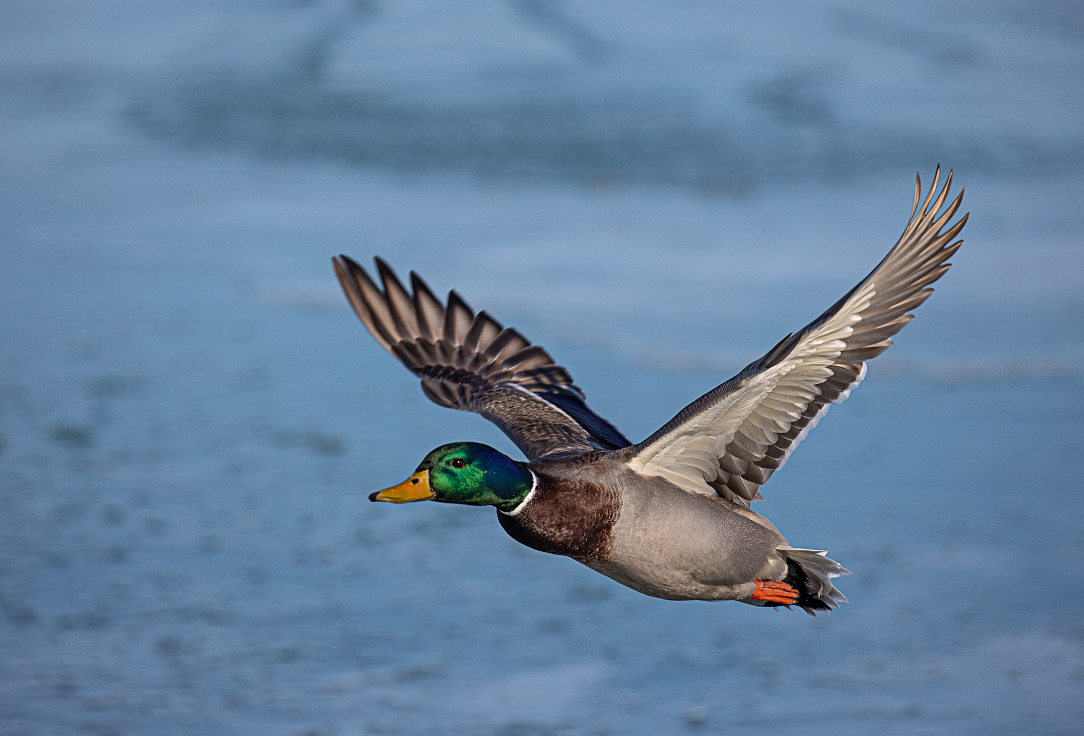 Male Mallard