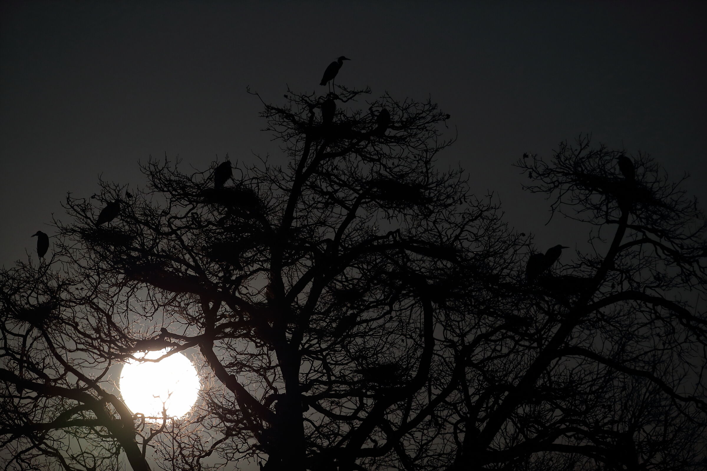 Aironi Cenerini by night