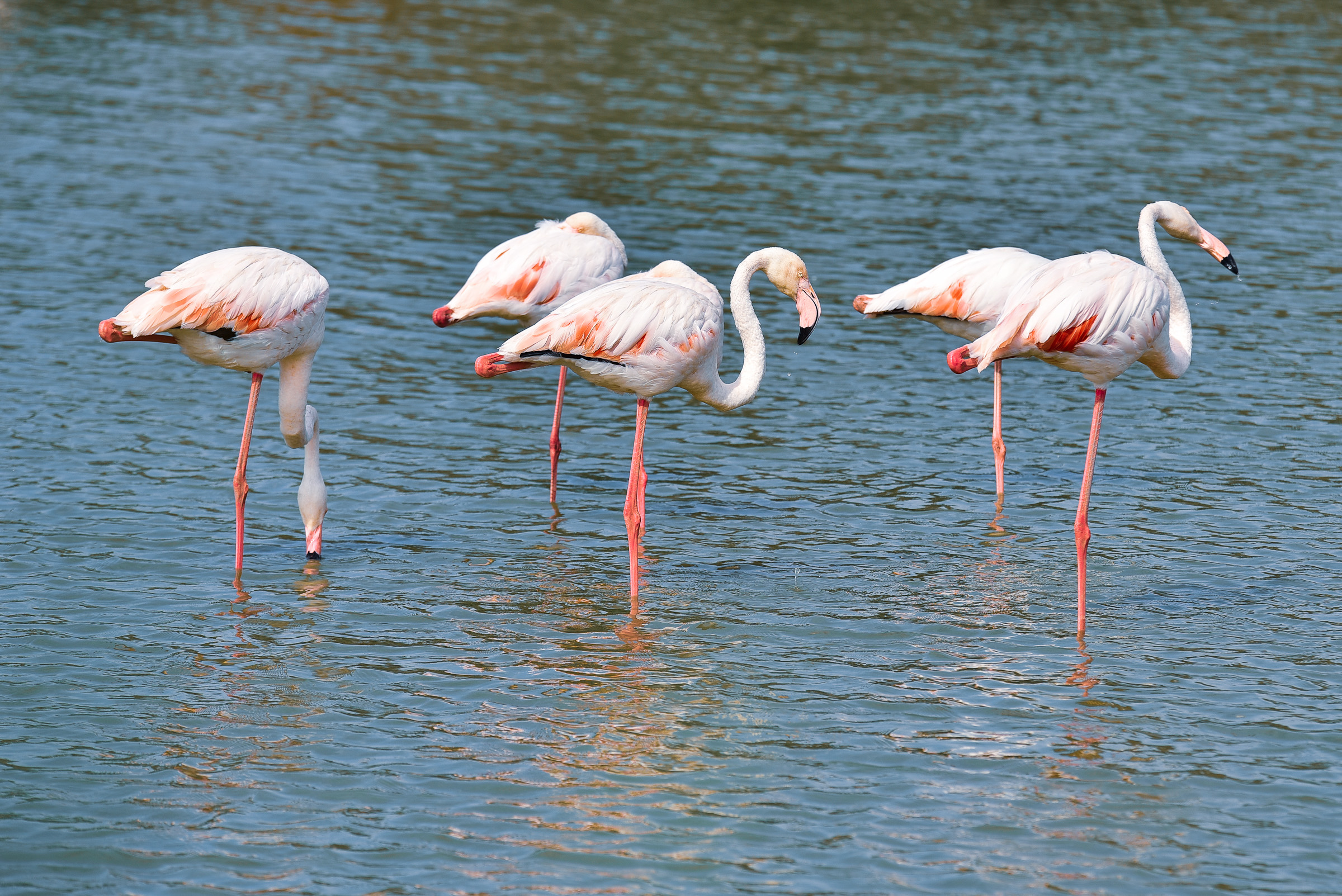 Flamant rose (Camargue - Francia)