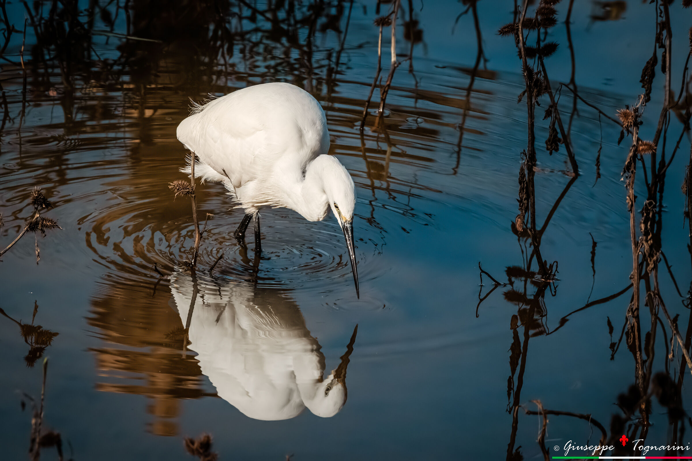 La garzetta vanitosa