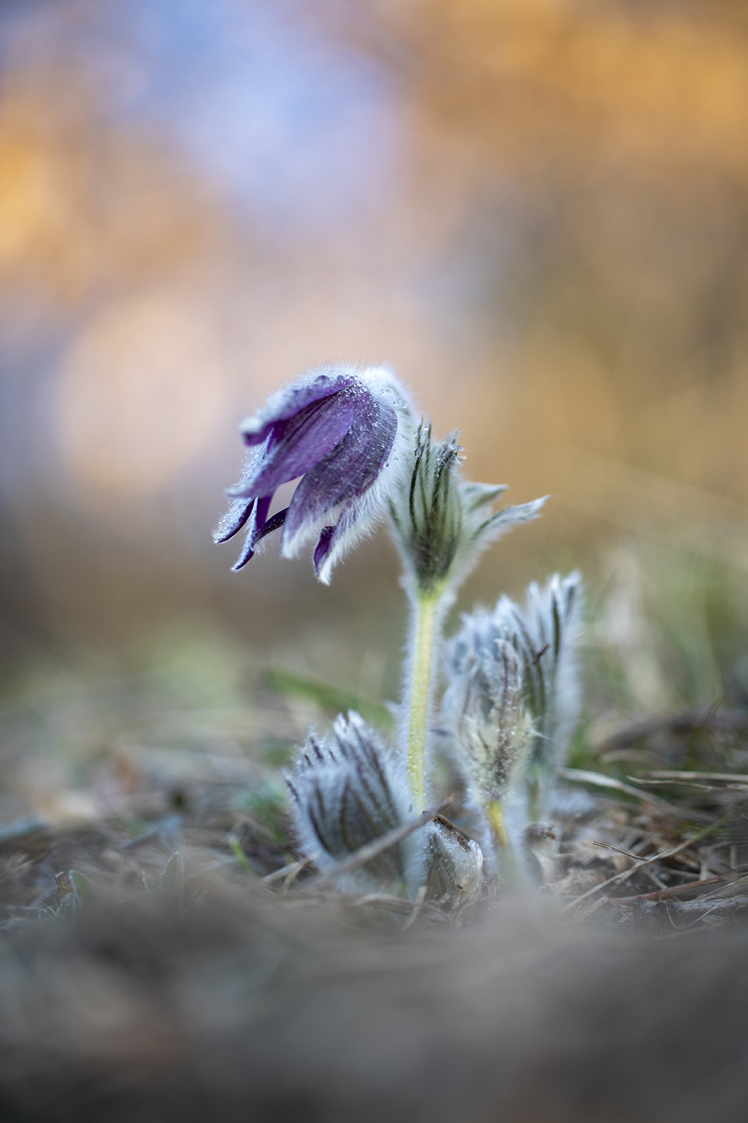Pulsatilla