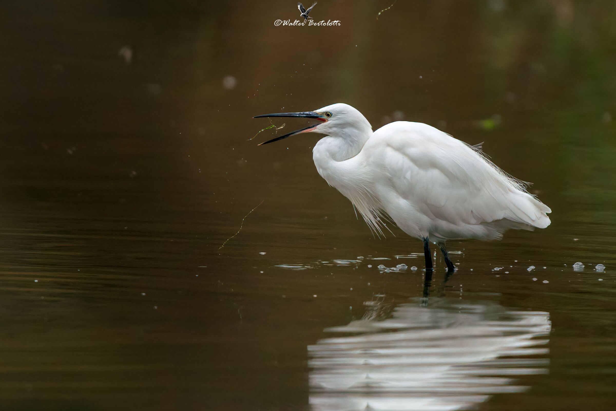 uno spuntino al...salto