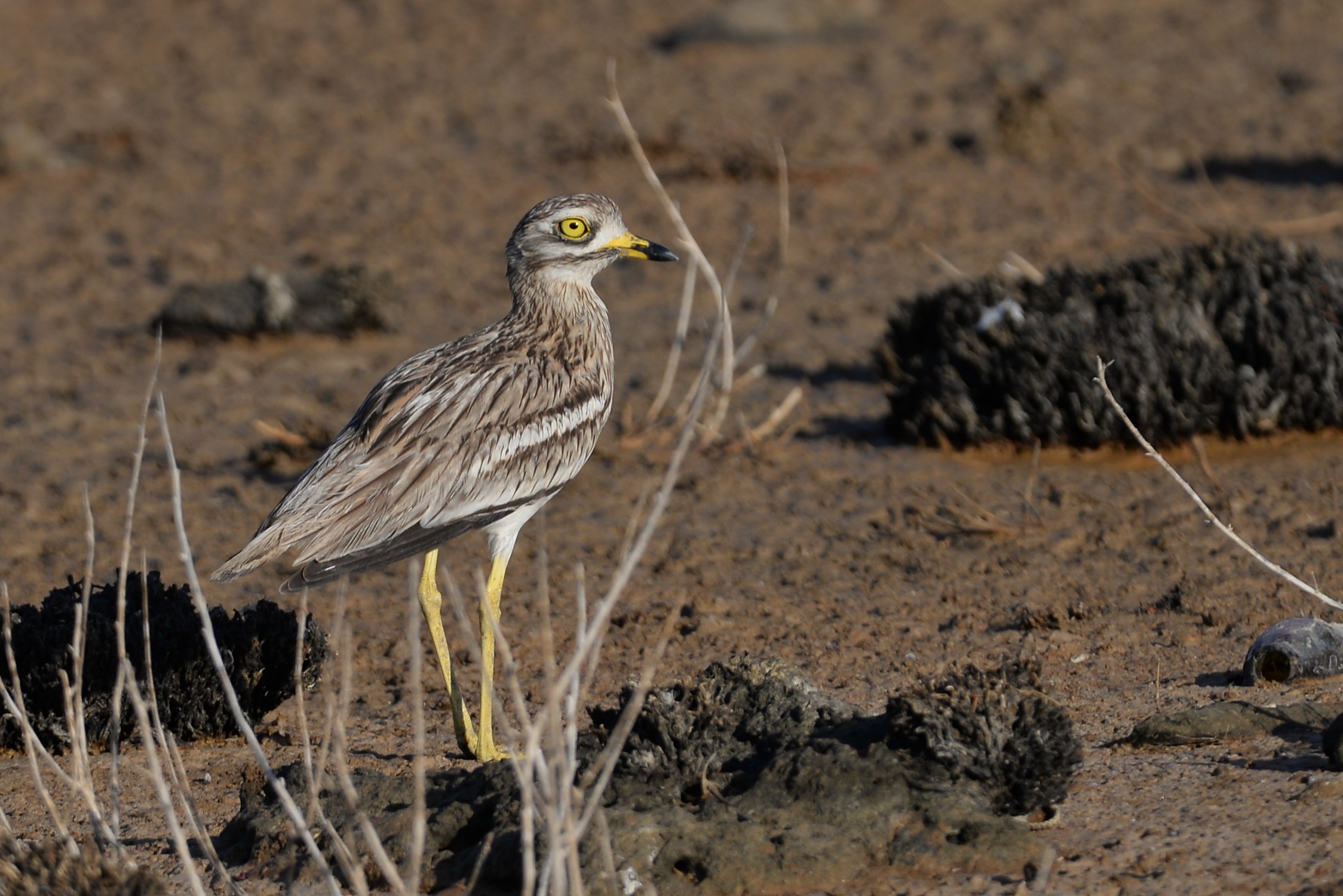 Curlew