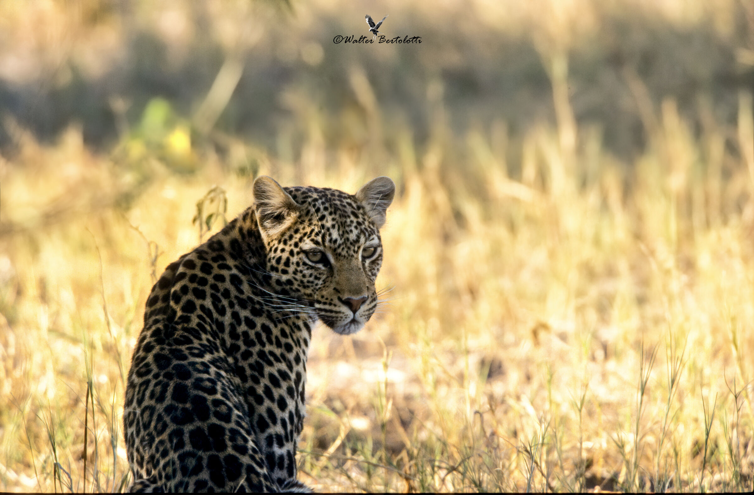 voglia di ricordare, Savuti-Botswana