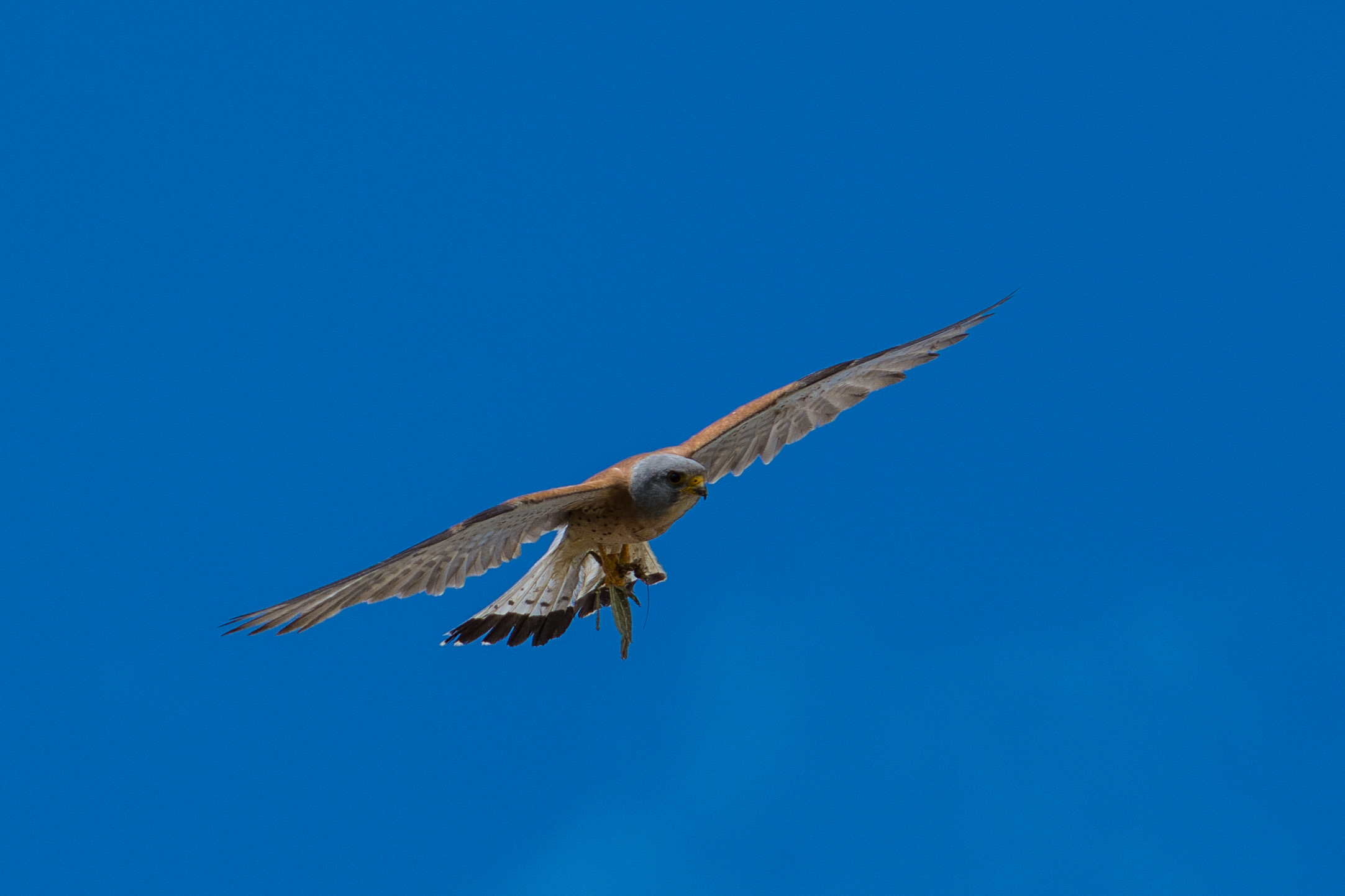 Falco Grillaio (Matera)