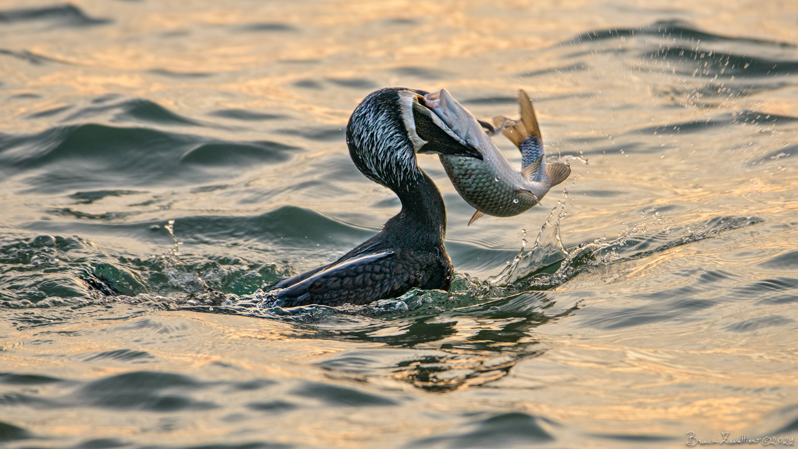 the cormorant and his prey