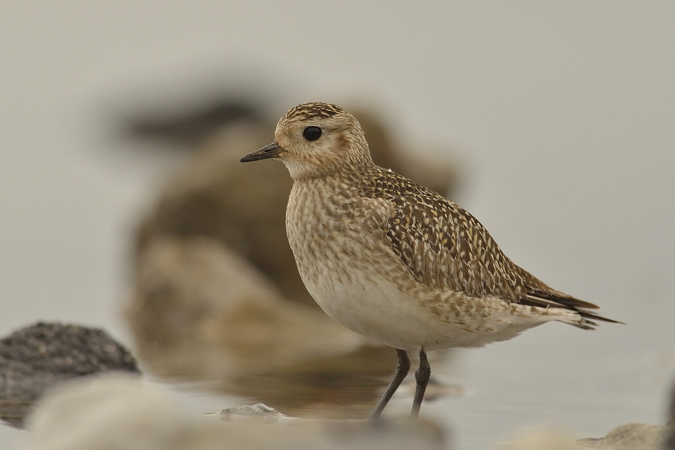 Golden Plover