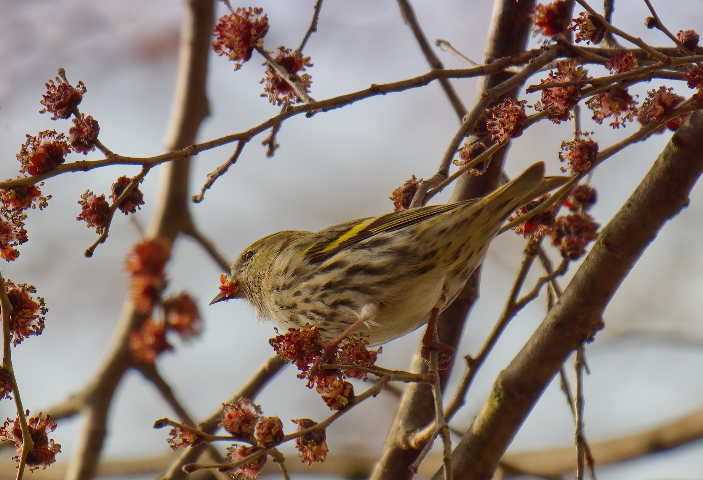 Buoni sti fiorellini