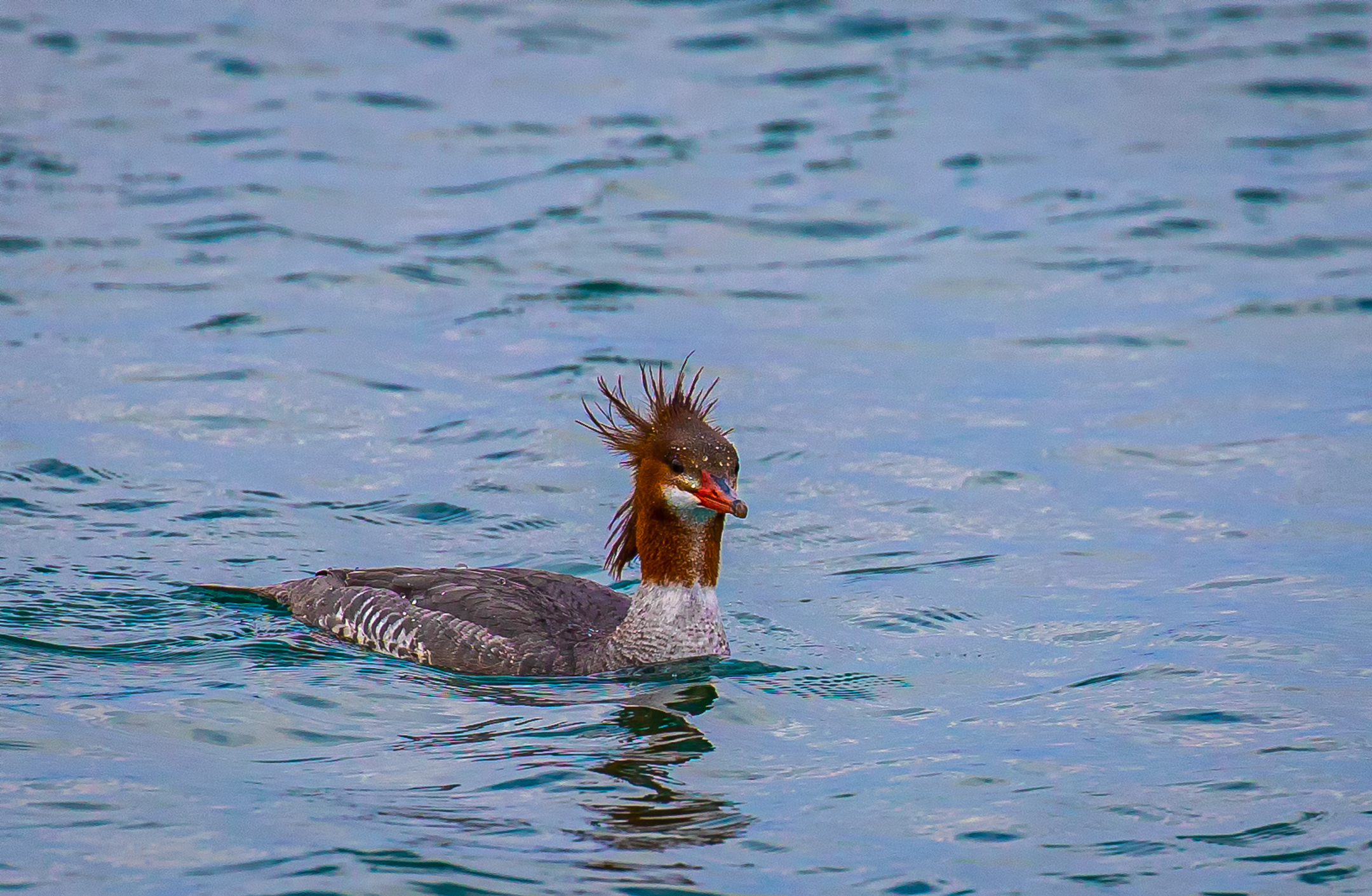 Merganser on a Bad Hair Day