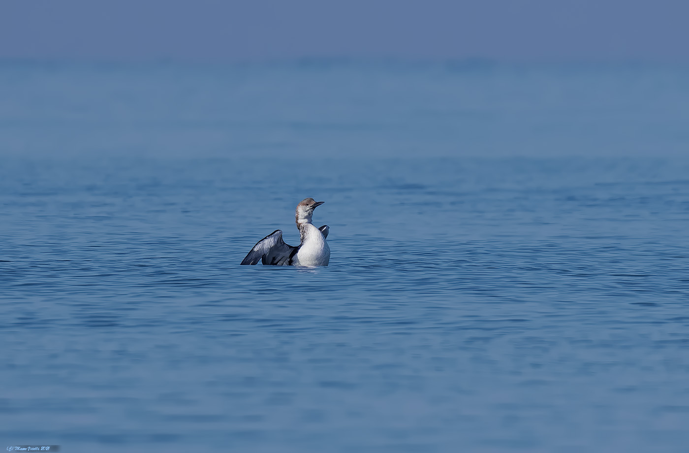 Mezzana Strolaga (Gavia arctica)