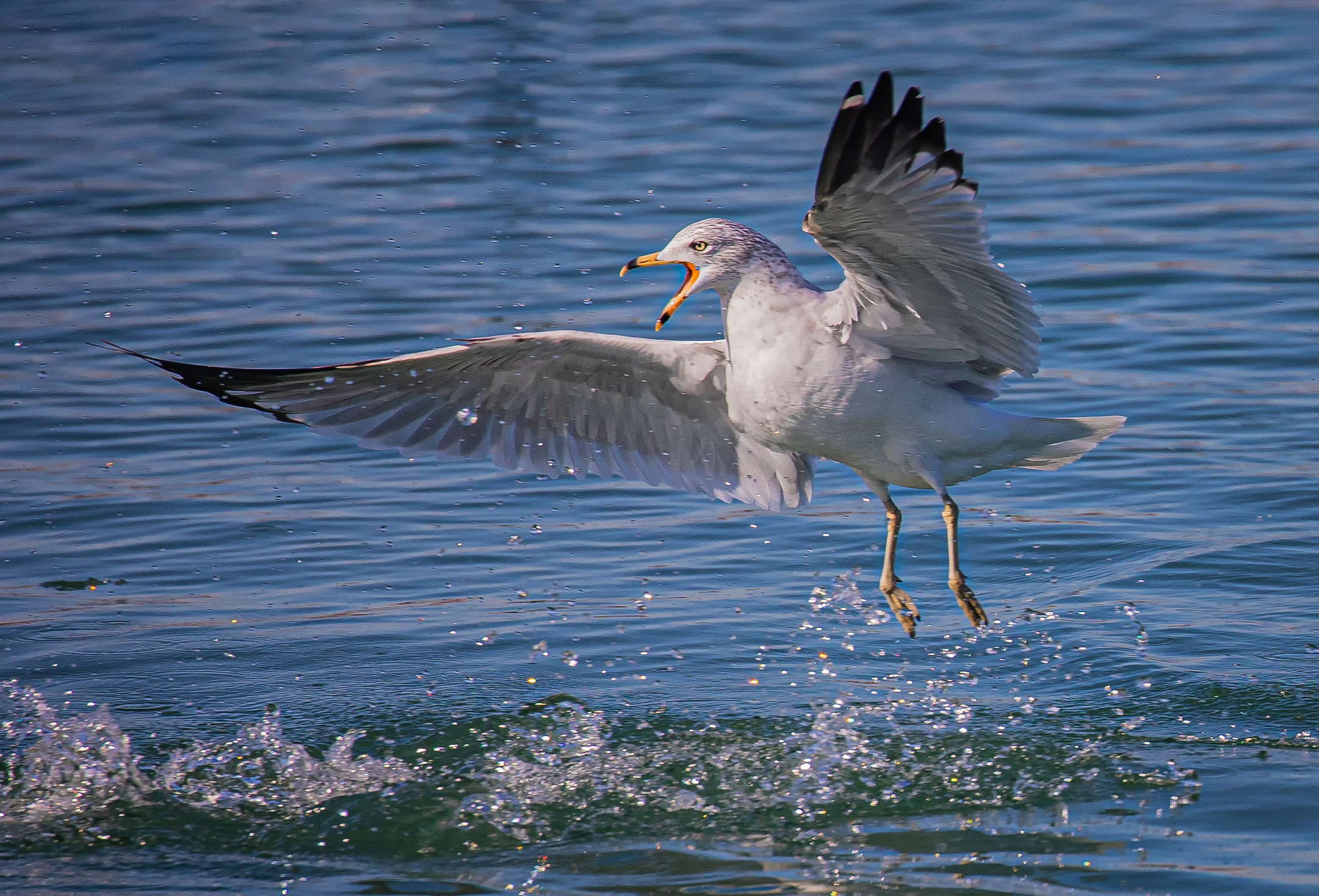 Ring-Billed Gull
