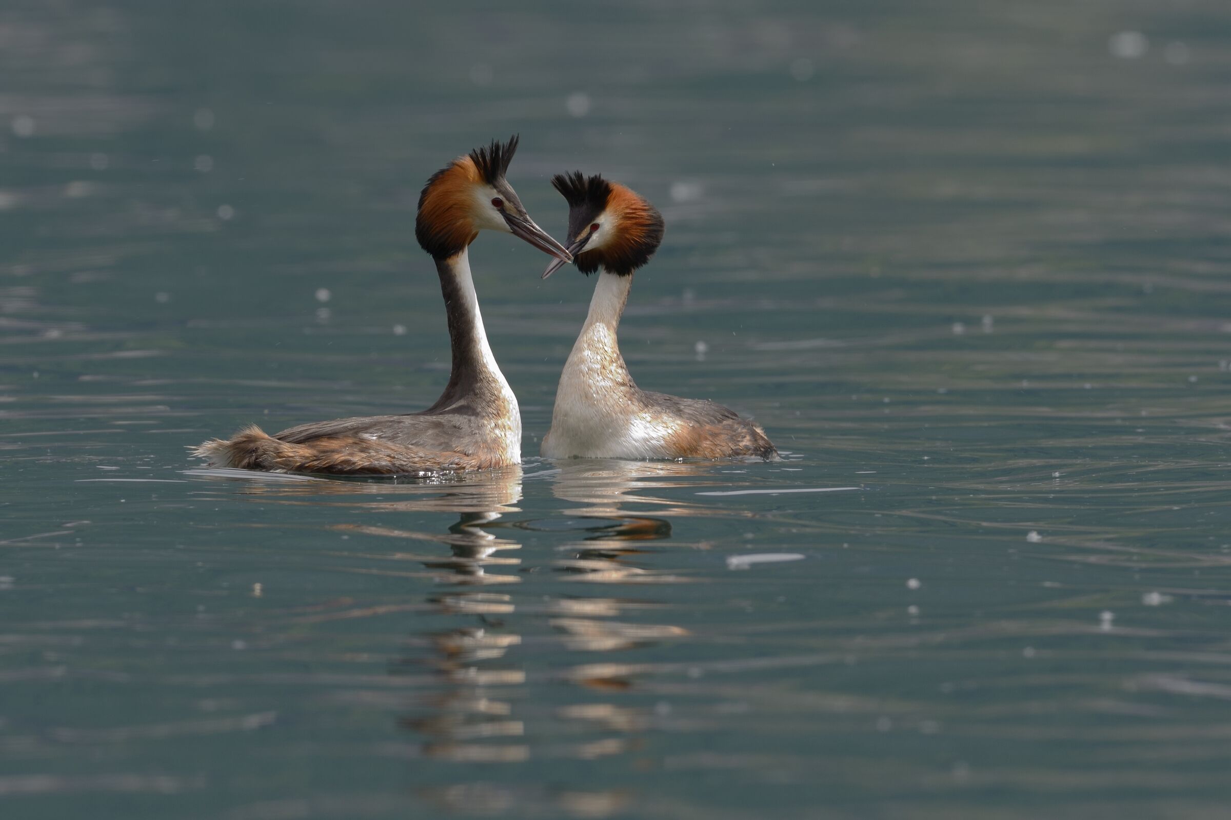 Major Svasso (Podiceps cristatus)