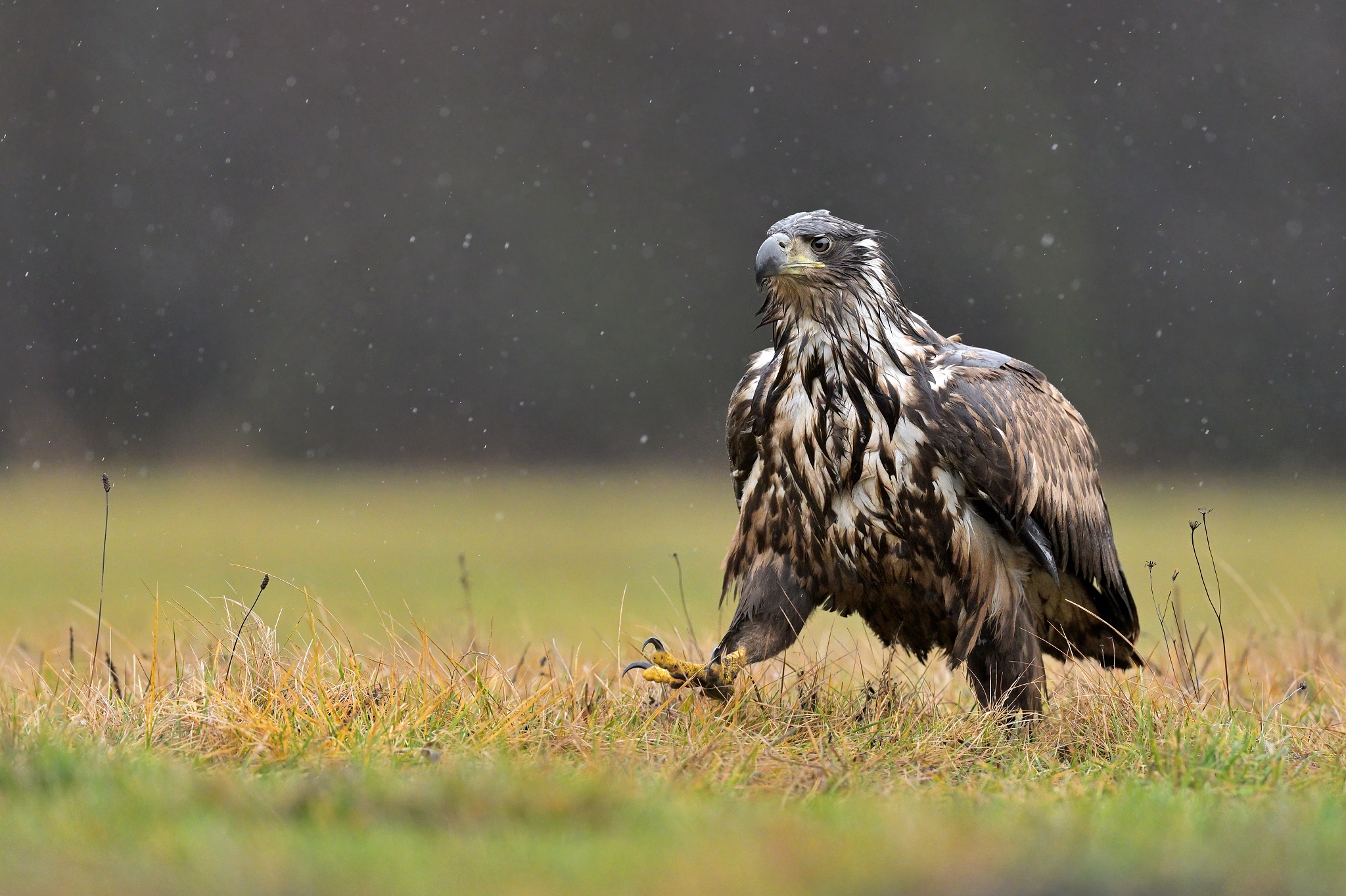 Cammina sotto la pioggia