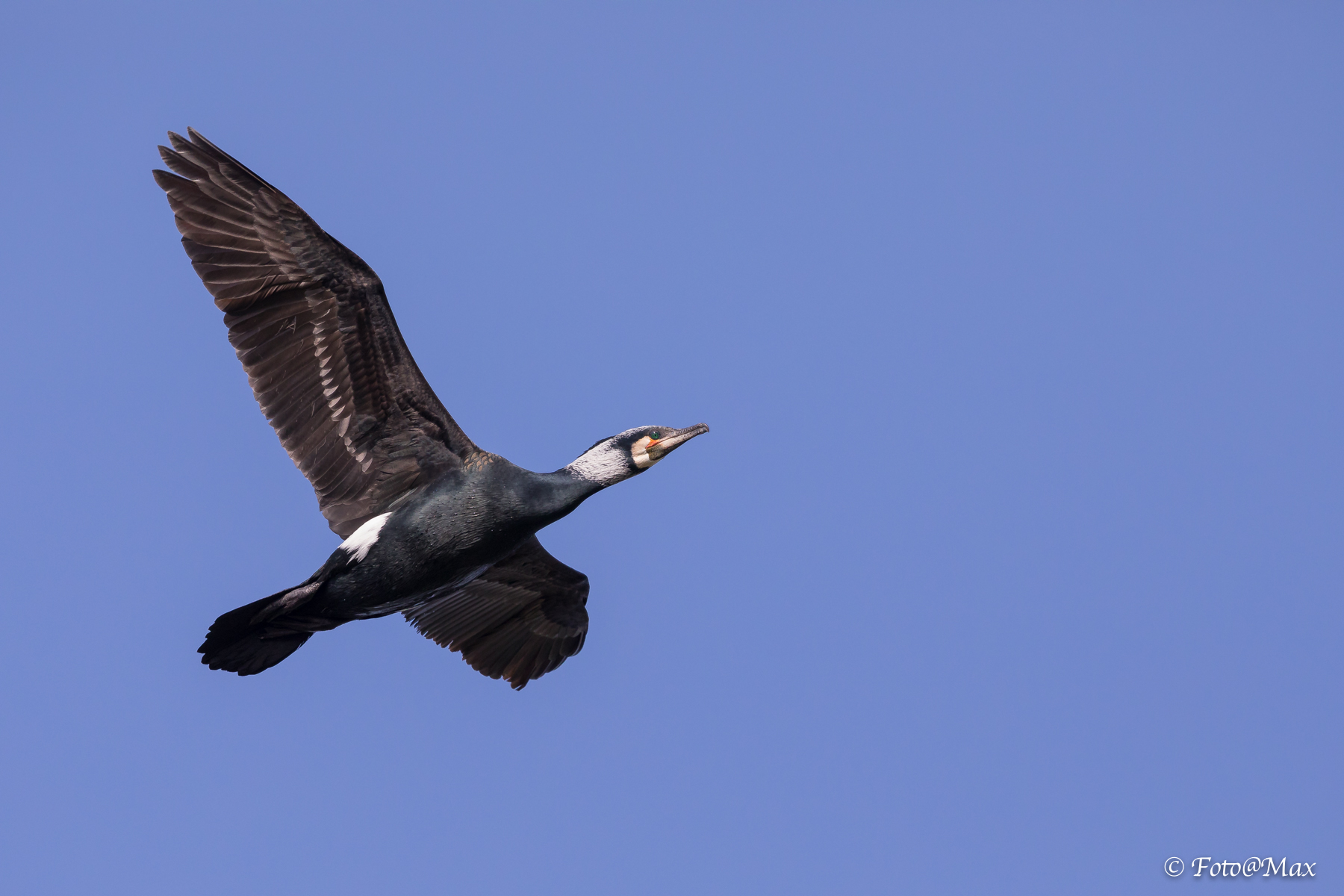 Flight of Cormorano