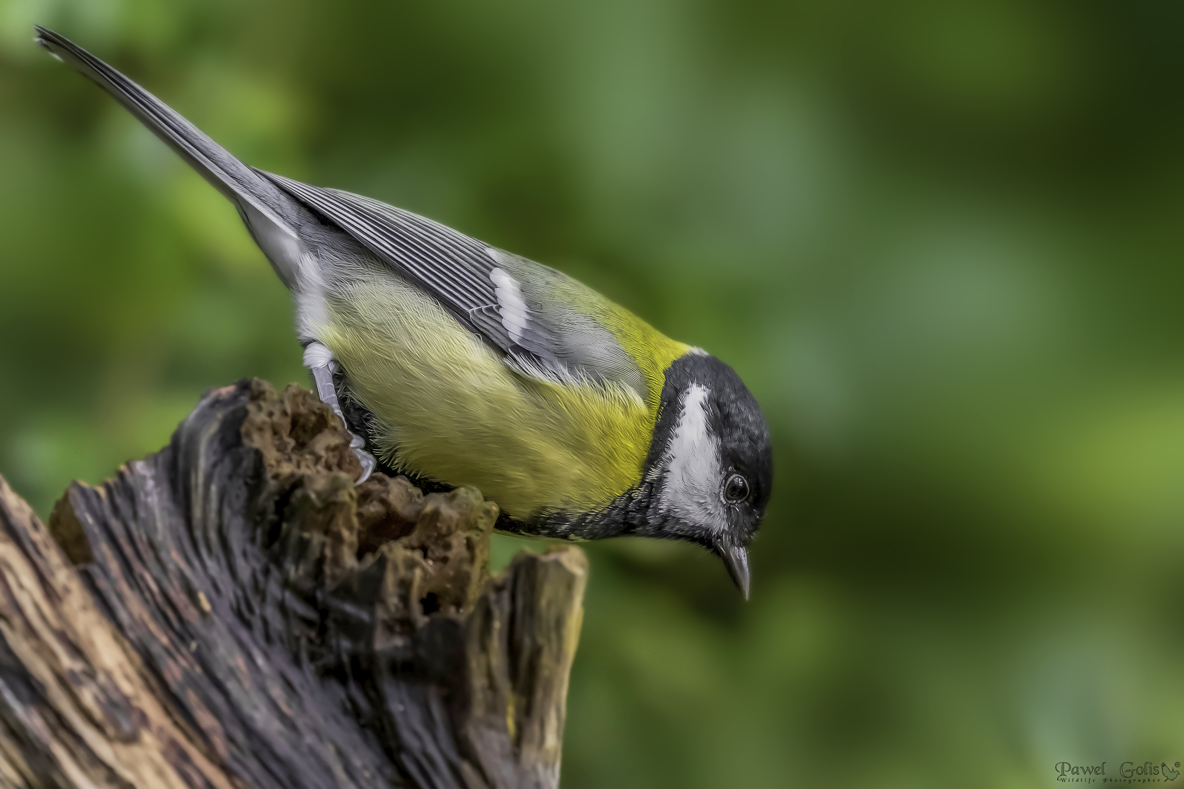 La grande tetta (Parus major)
