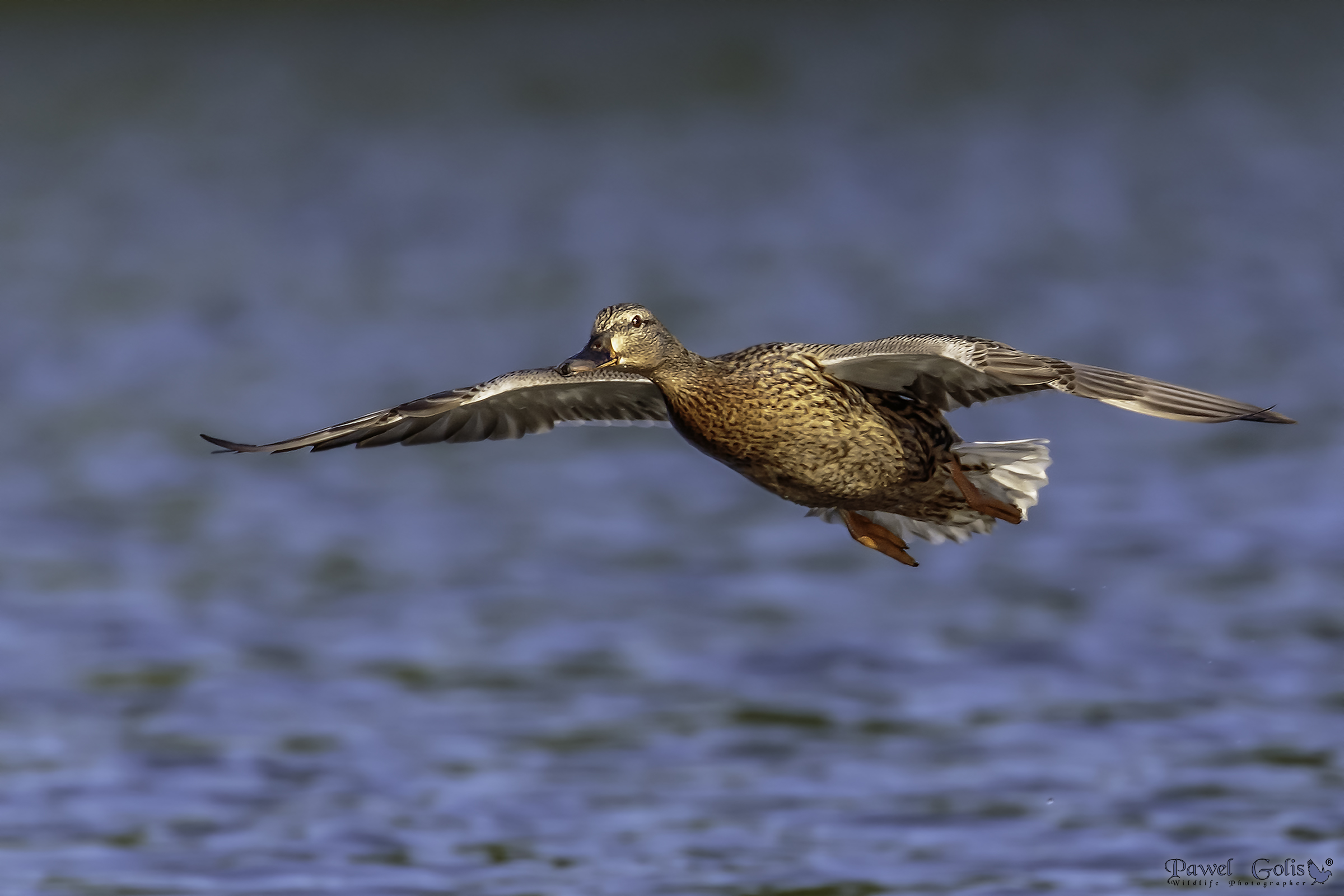 Germano reale (Anas platyrhynchos)